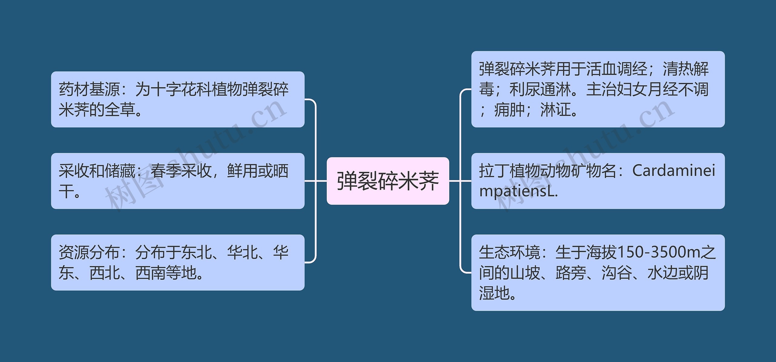 弹裂碎米荠 弹裂碎米荠