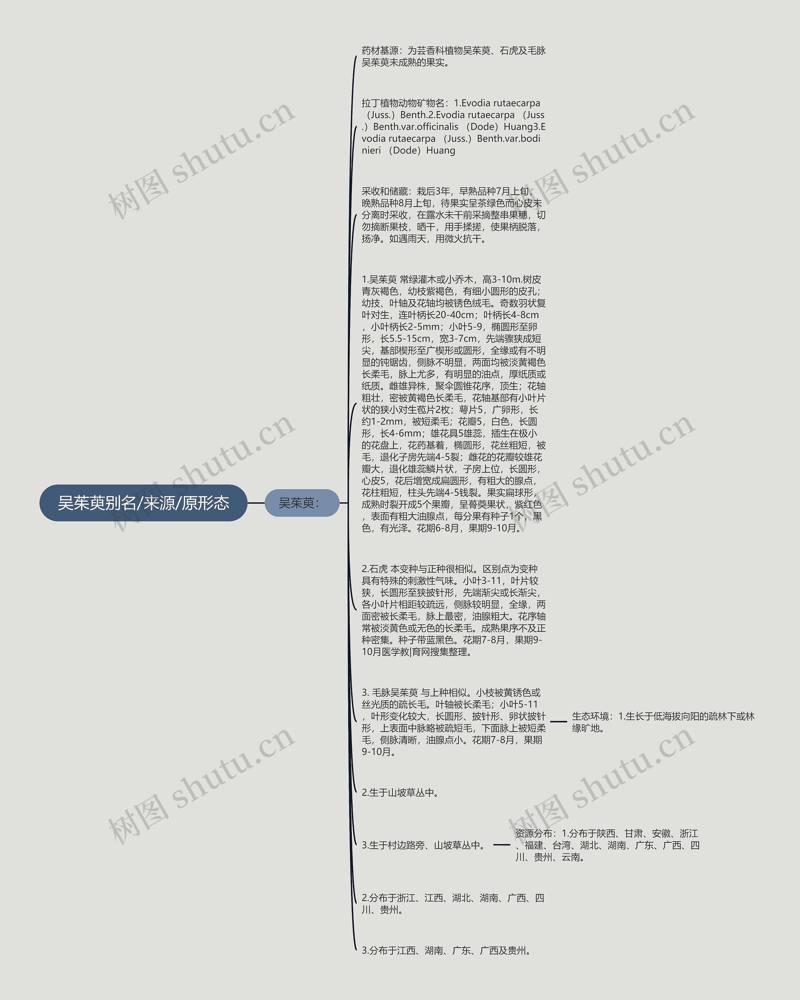 吴茱萸别名/来源/原形态思维导图