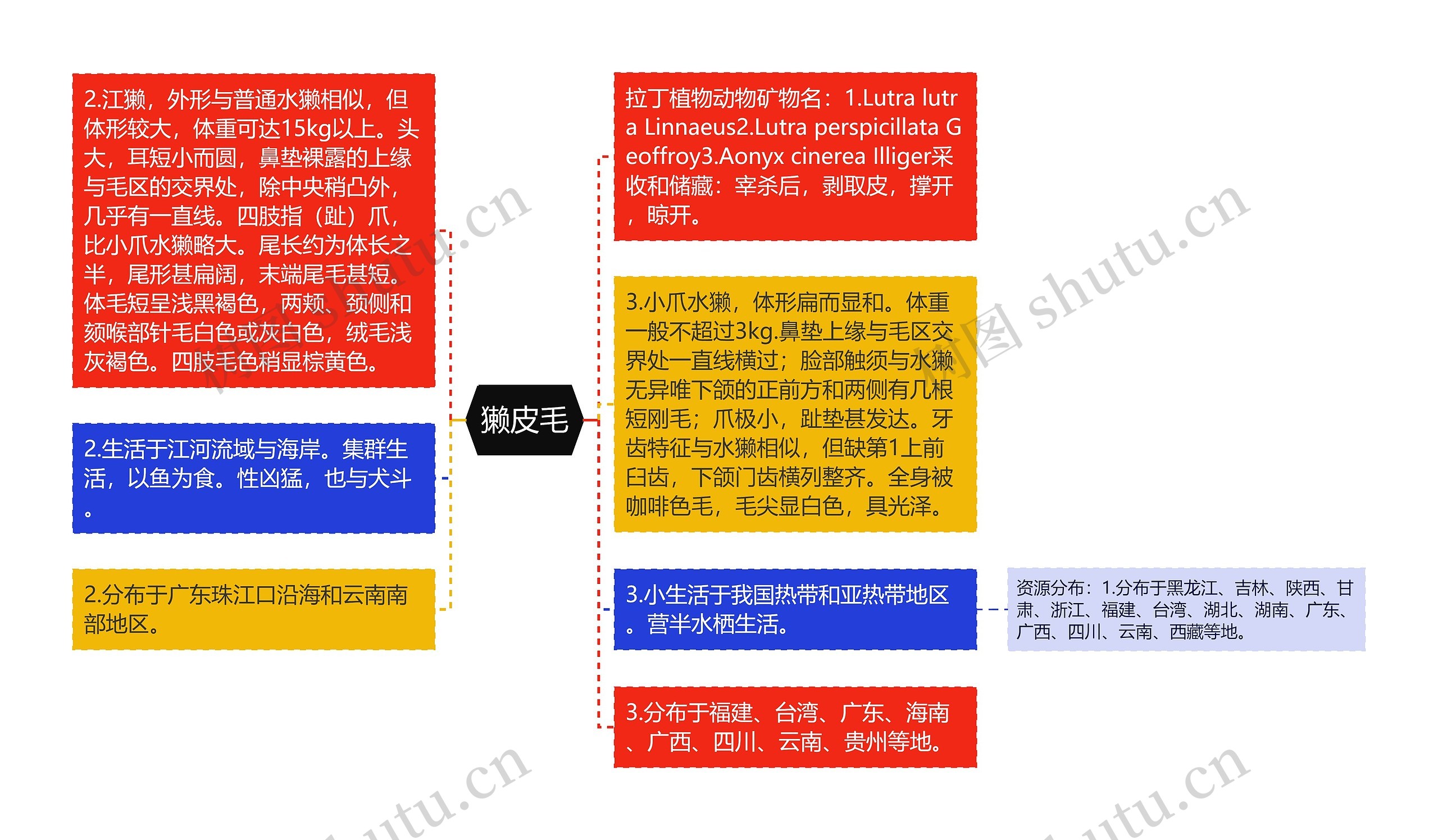獭皮毛思维导图