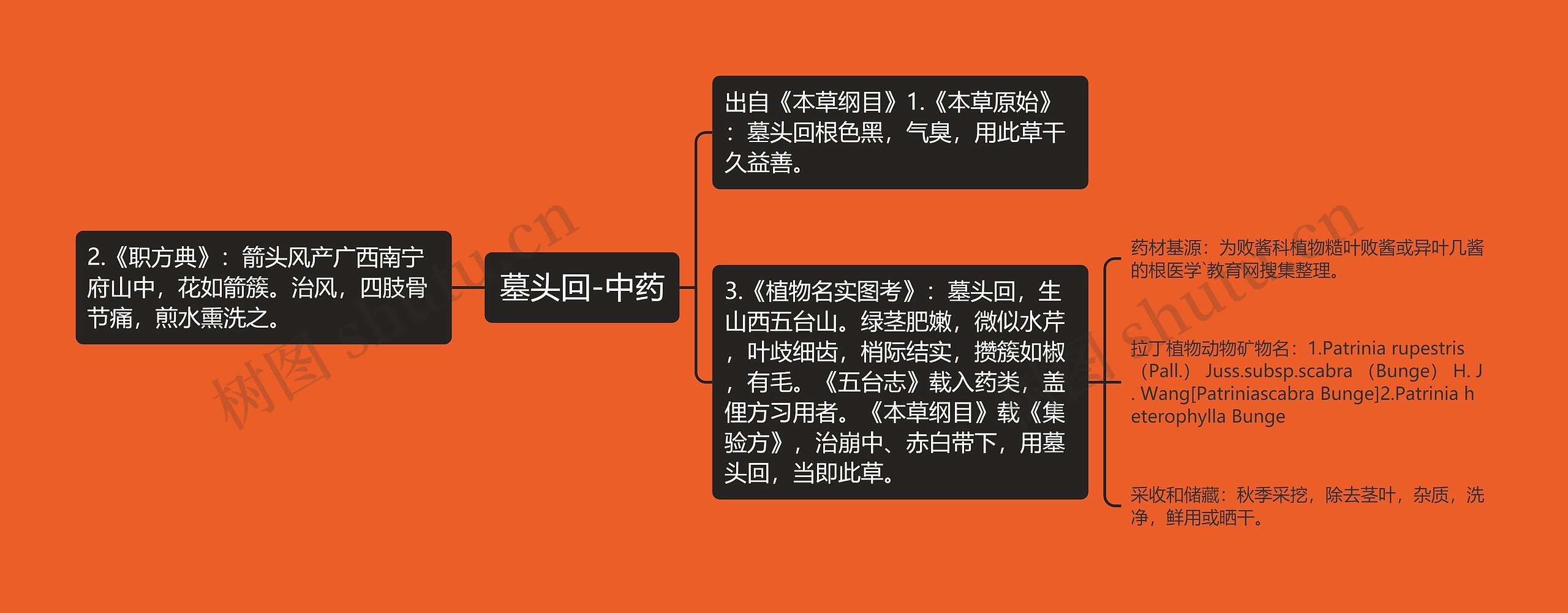 墓头回-中药 墓头回-中药