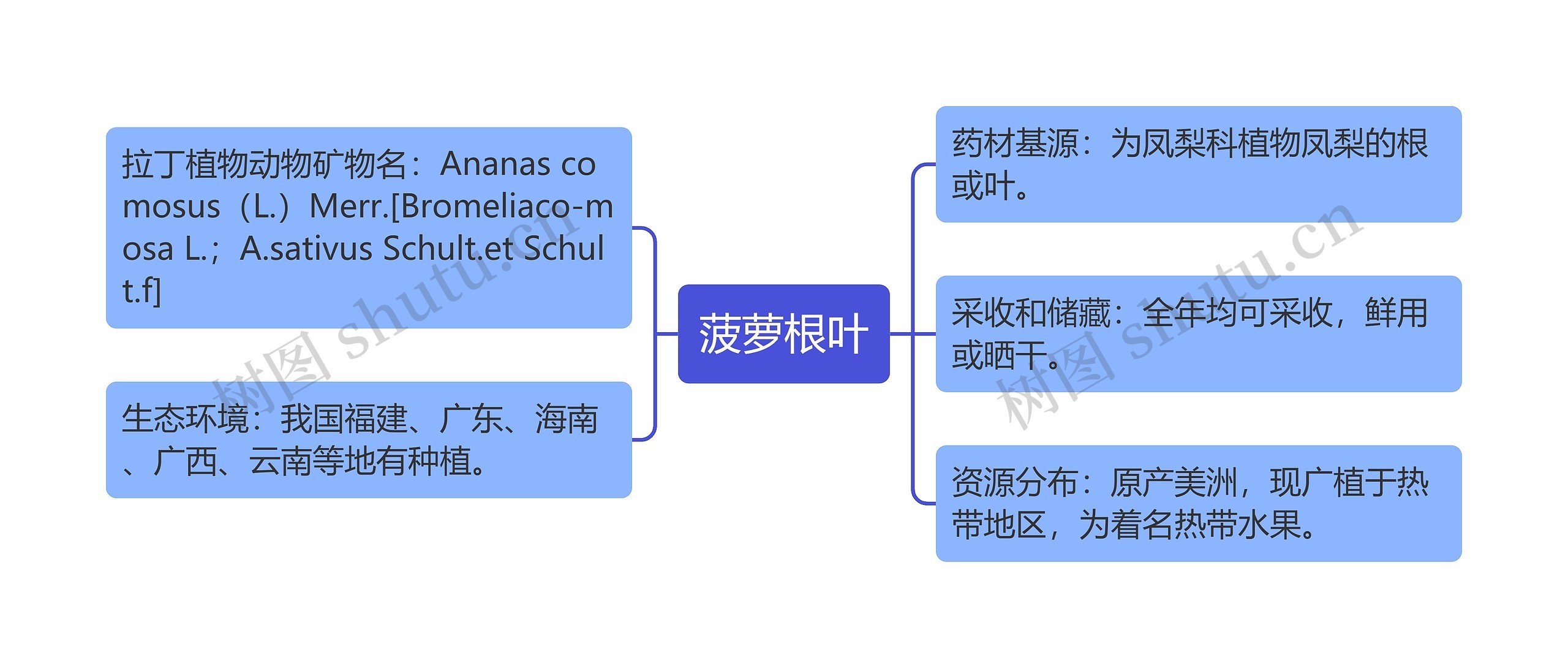 菠萝根叶思维导图