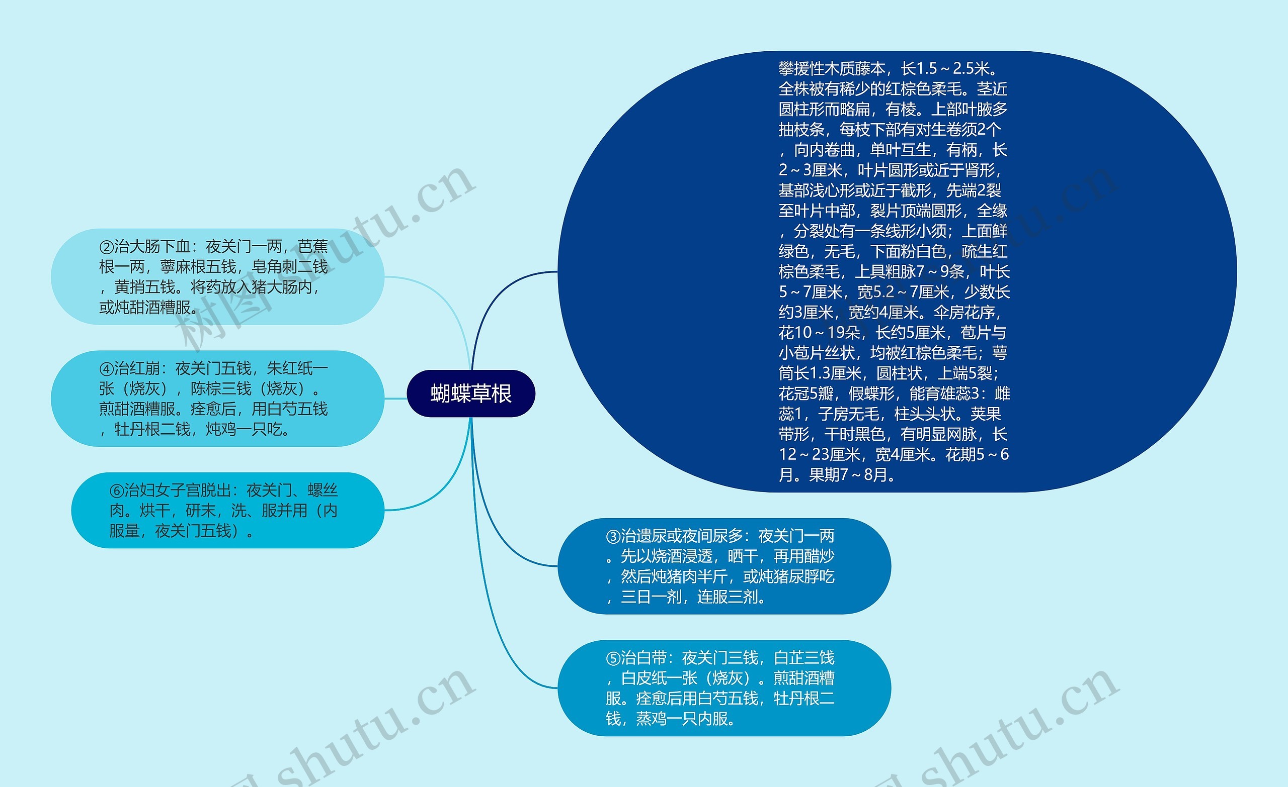 蝴蝶草根思维导图