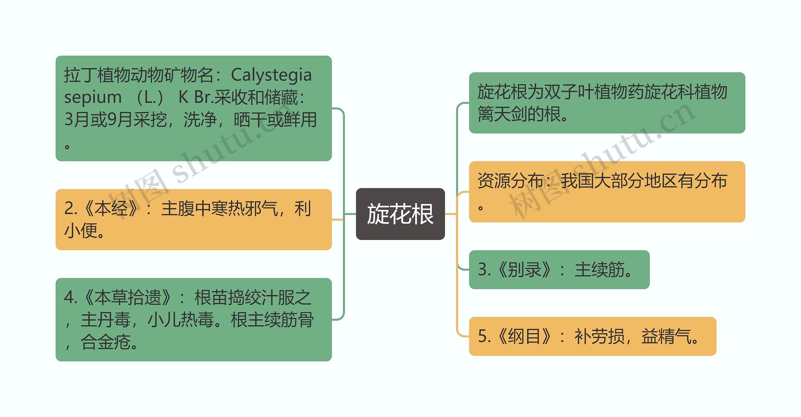 旋花根思维导图