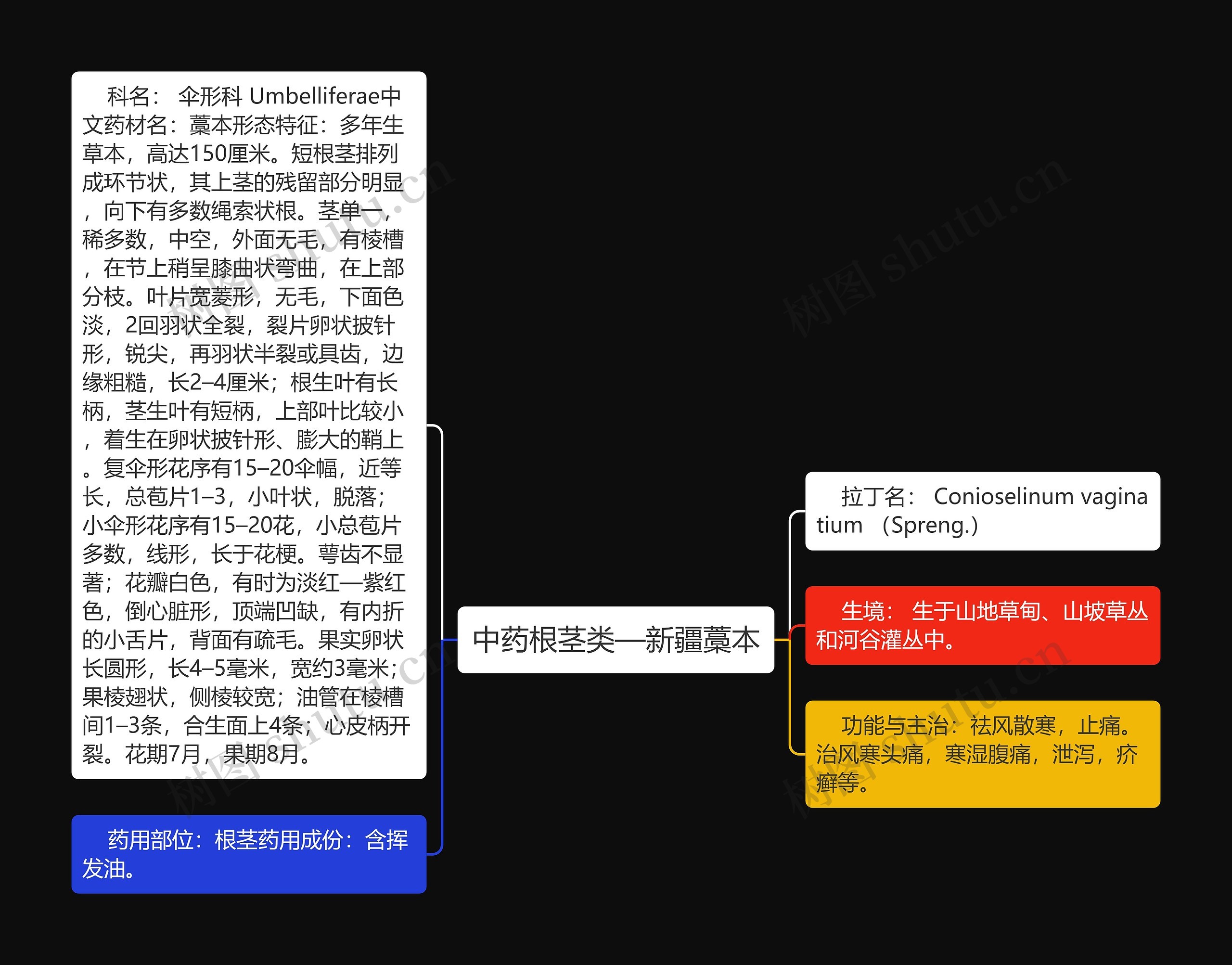 中药根茎类—新疆藁本 中药根茎类—新疆藁本