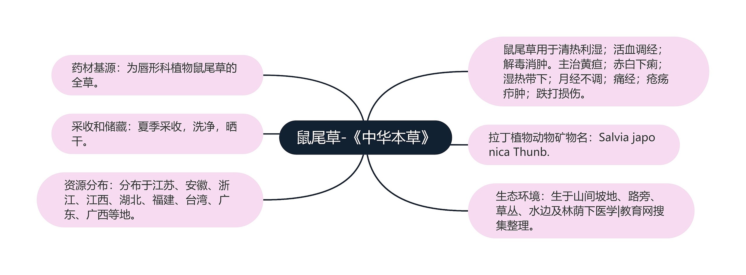 鼠尾草-《中华本草》