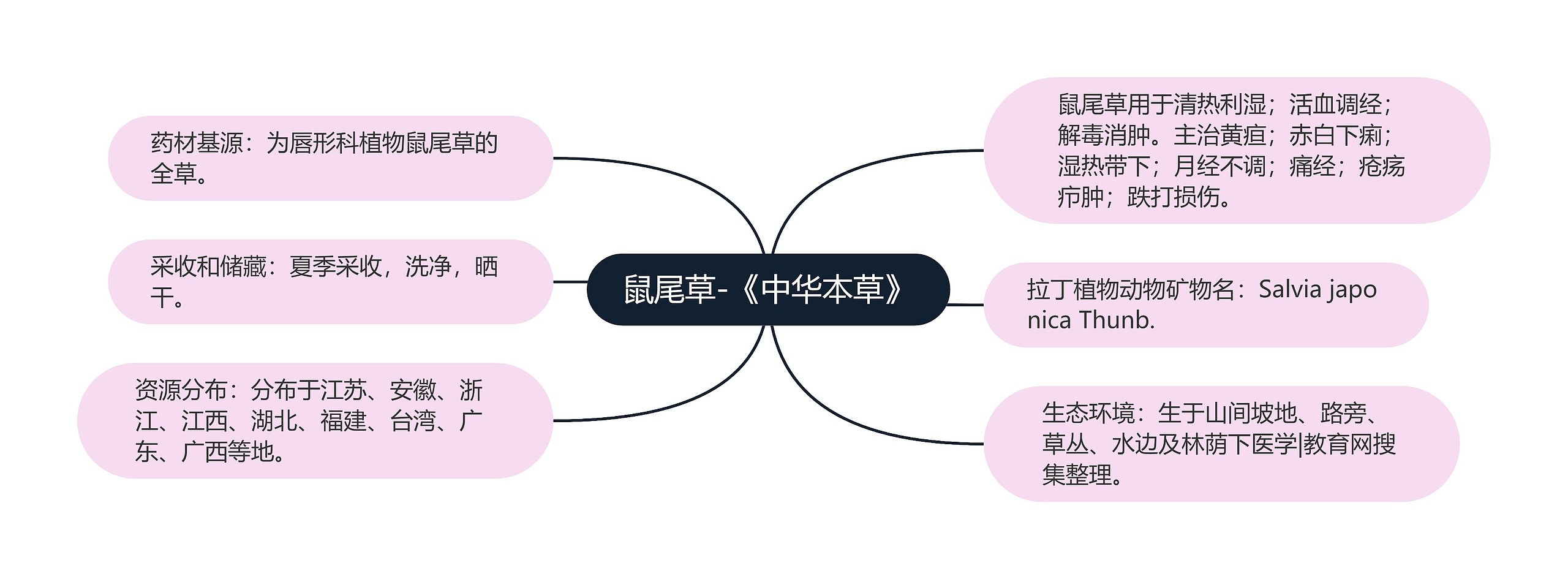 鼠尾草-《中华本草》思维导图