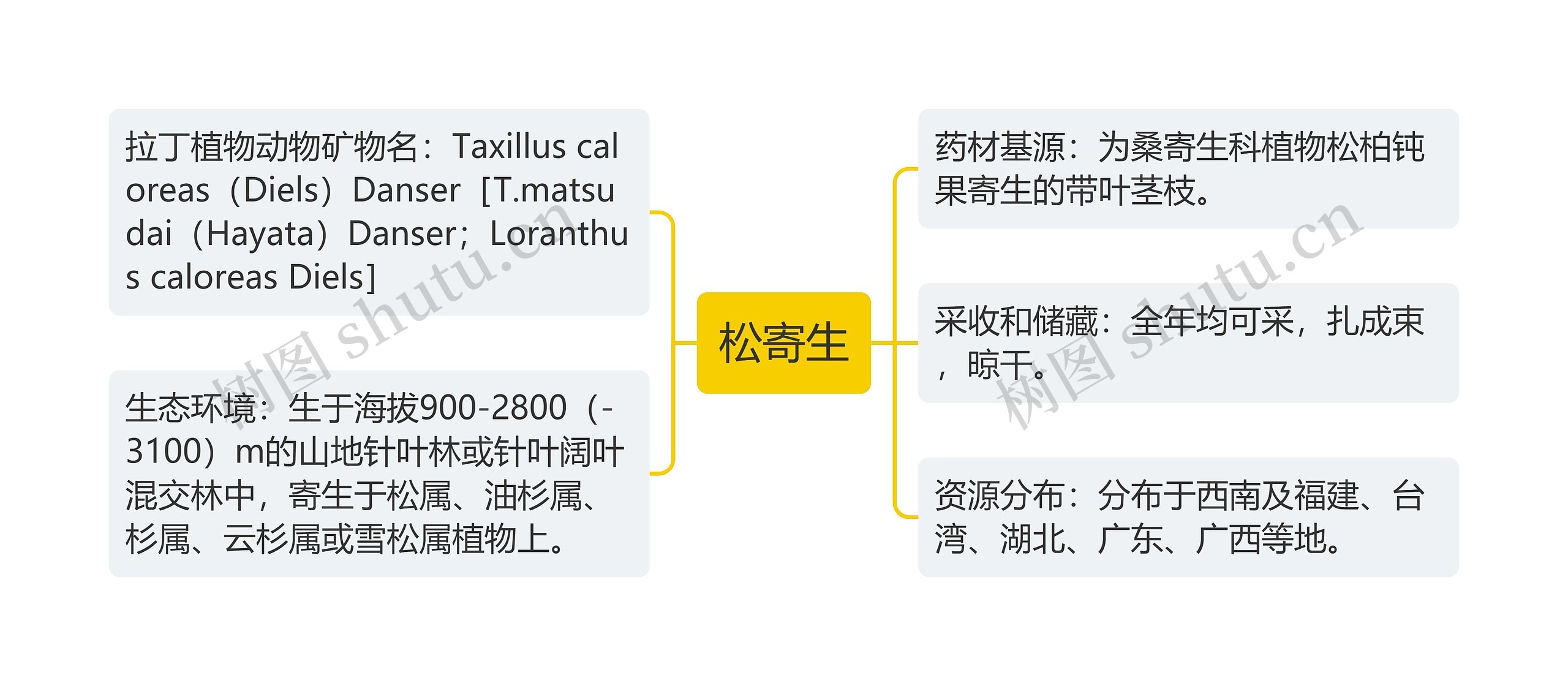 松寄生思维导图