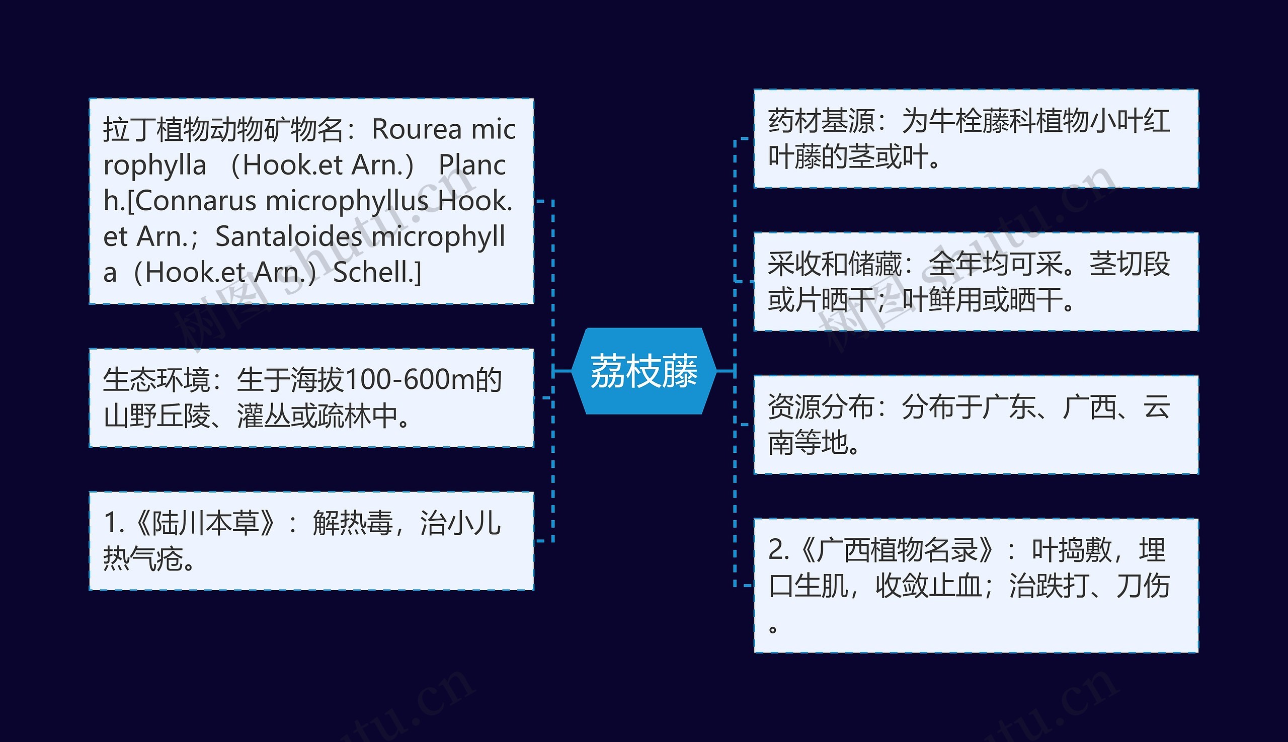 荔枝藤思维导图