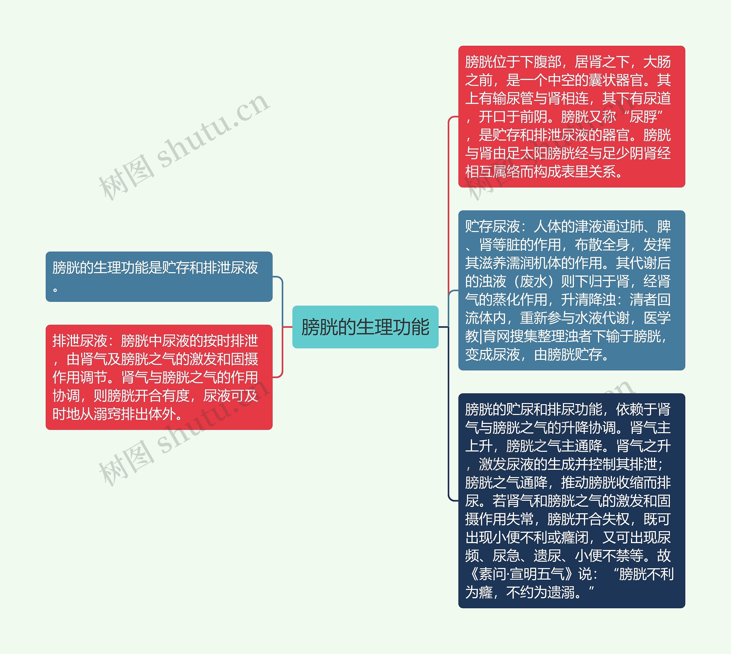 膀胱的生理功能思维导图