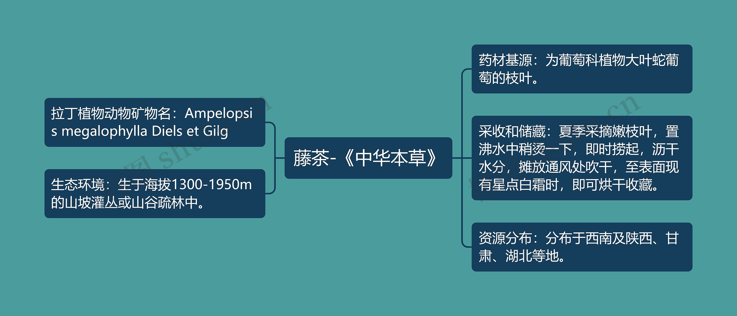 藤茶-《中华本草》 藤茶-《中华本草》