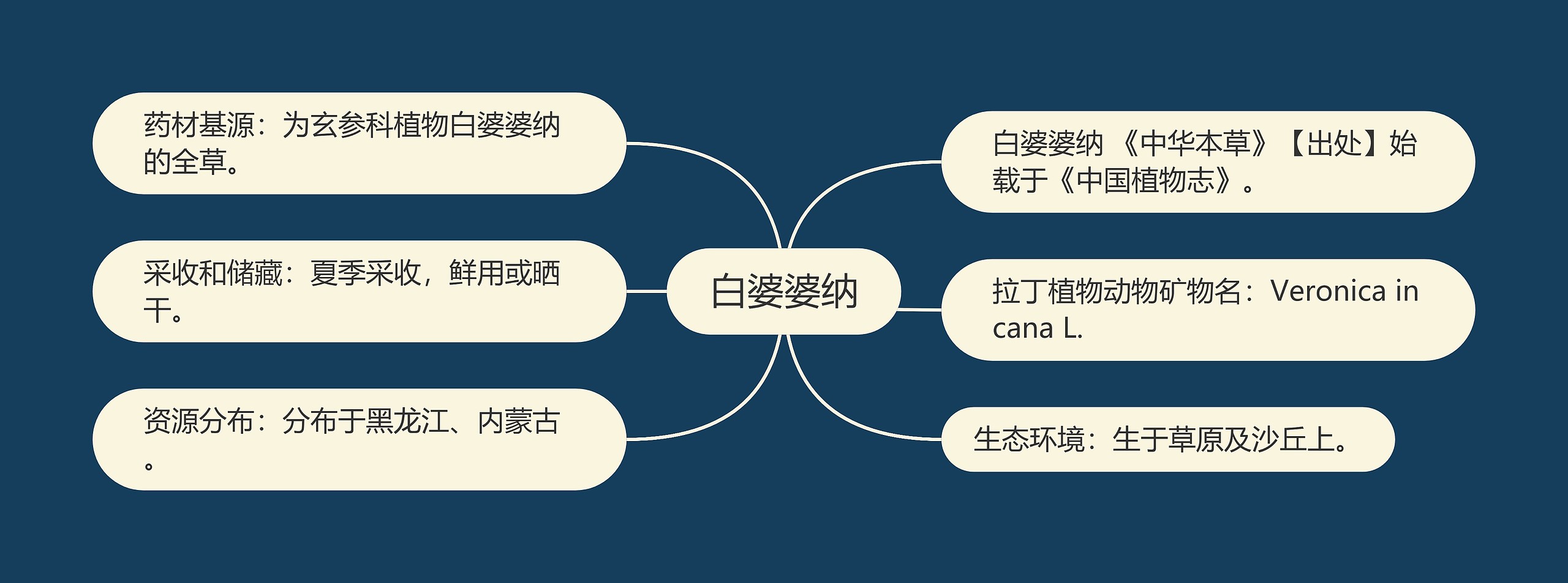白婆婆纳