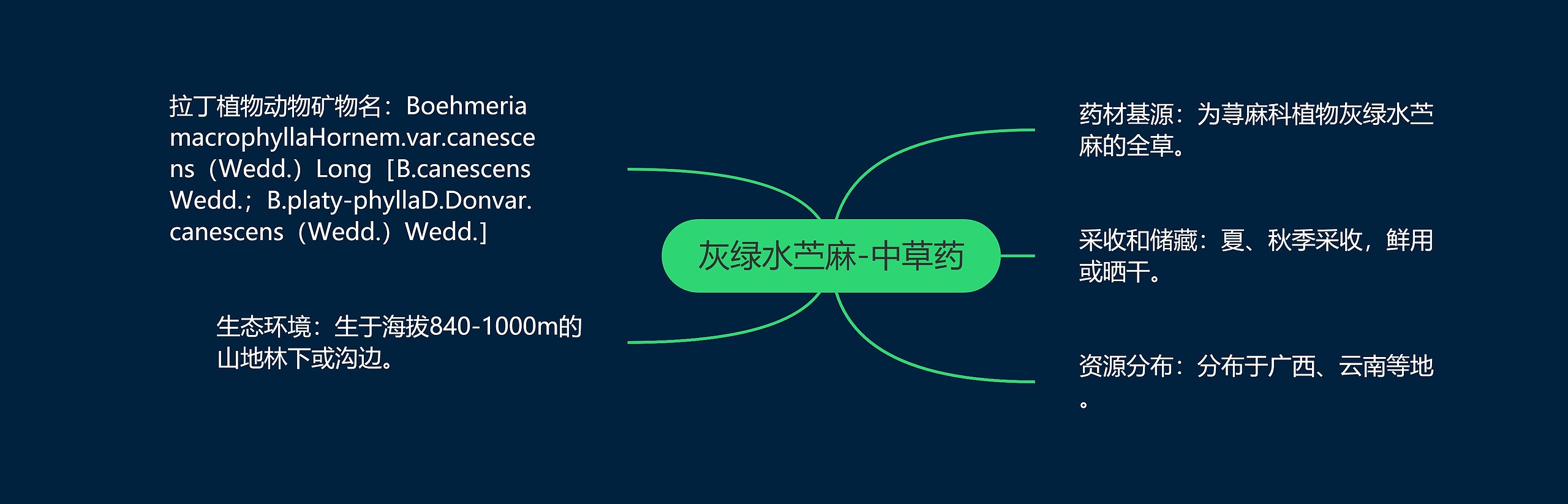 灰绿水苎麻-中草药 灰绿水苎麻-中草药