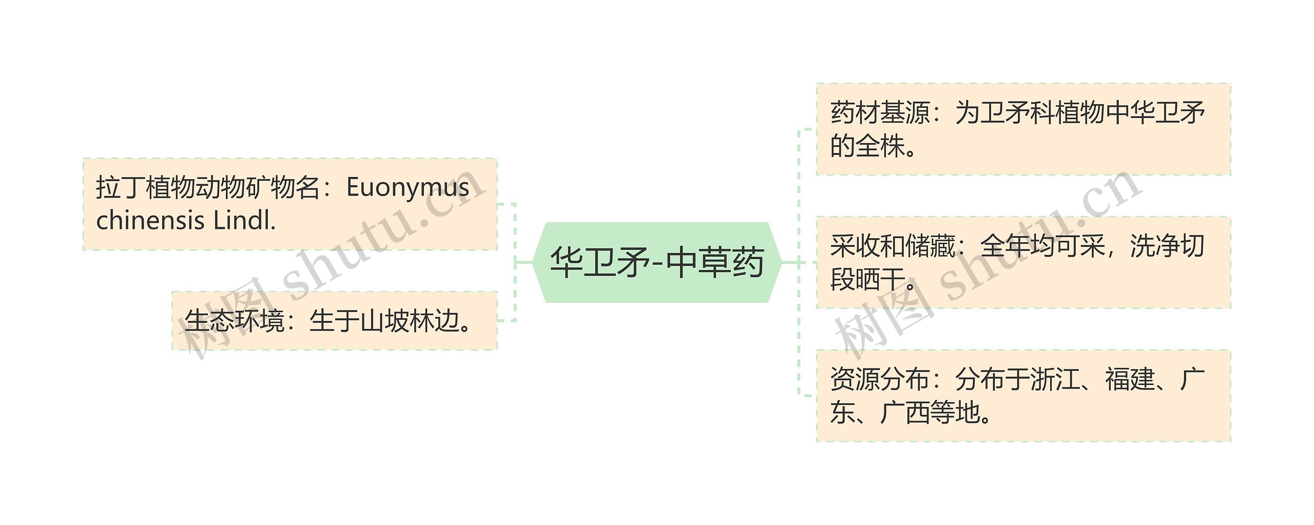 华卫矛-中草药 华卫矛-中草药