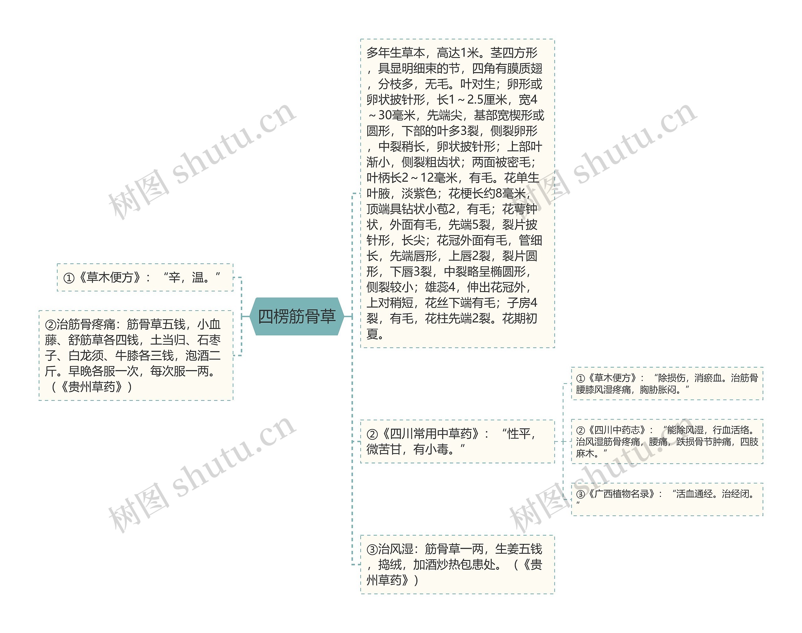 四楞筋骨草思维导图