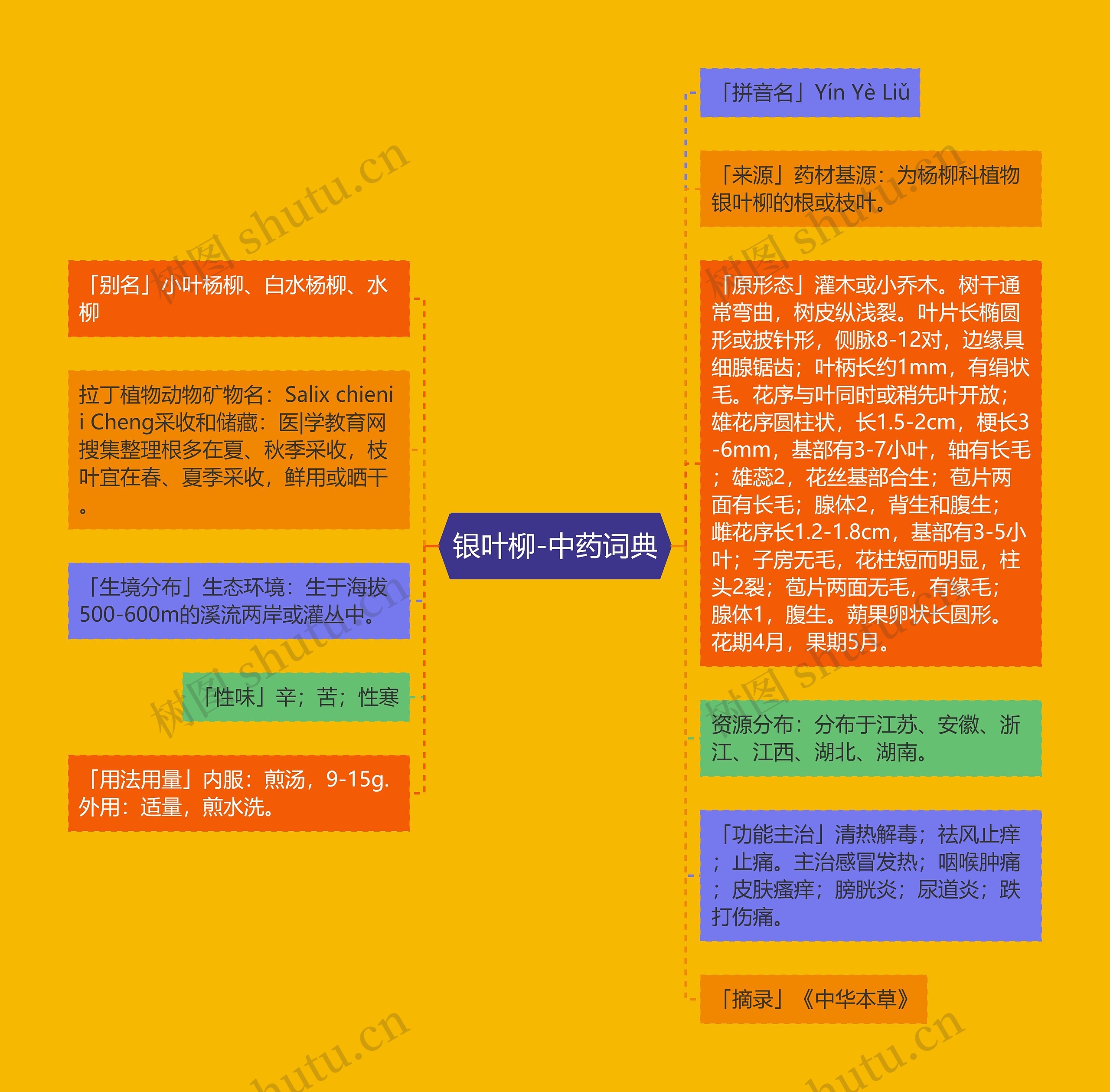 银叶柳-中药词典 银叶柳-中药词典
