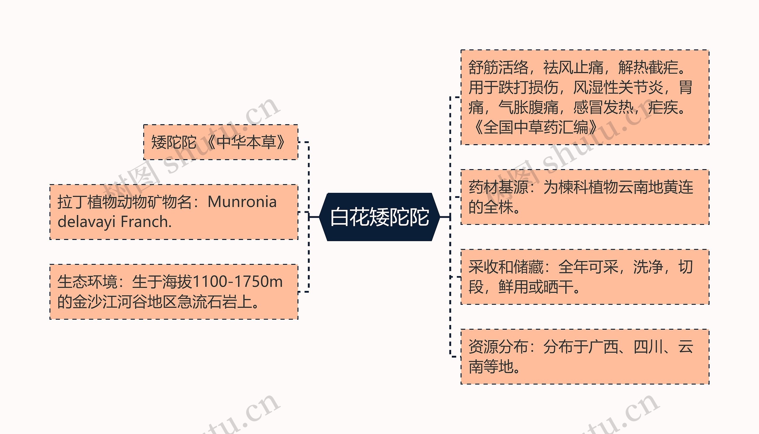 白花矮陀陀思维导图