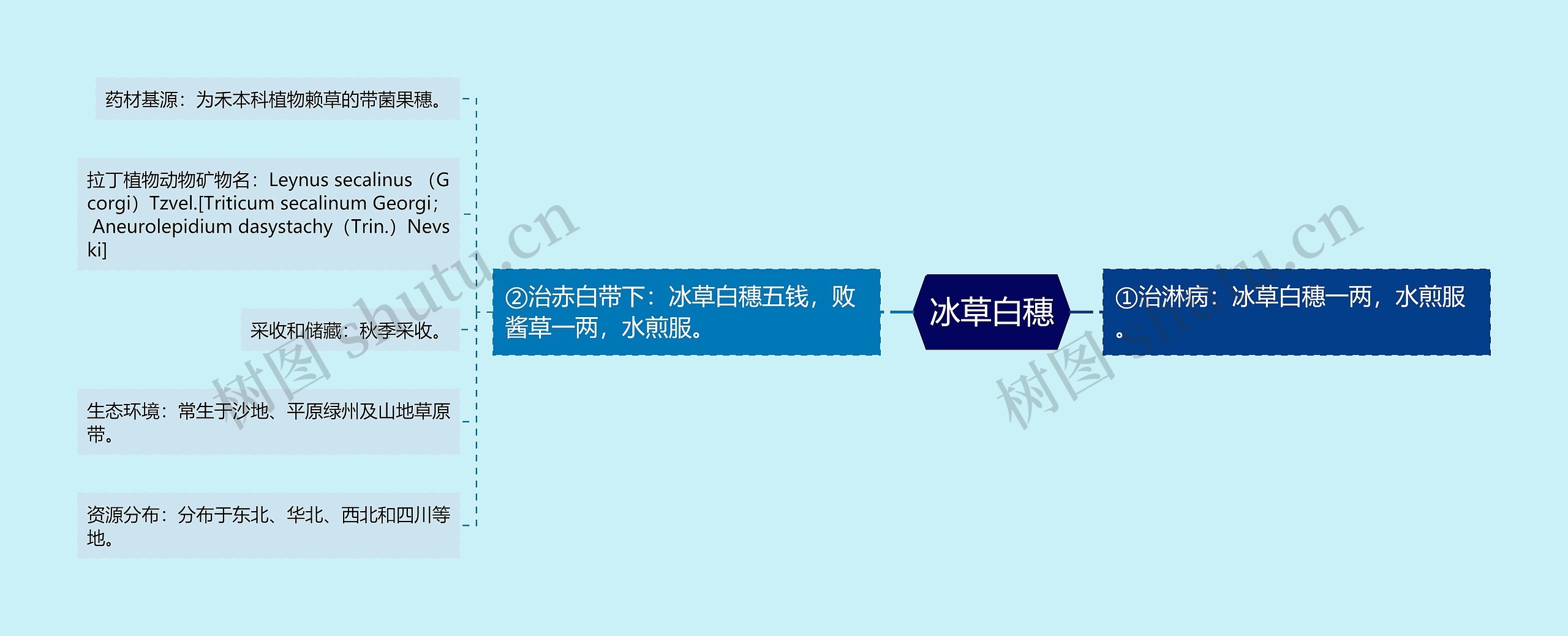 冰草白穗
