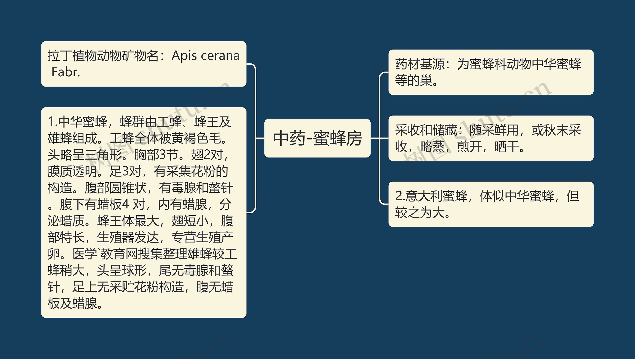 中药-蜜蜂房思维导图