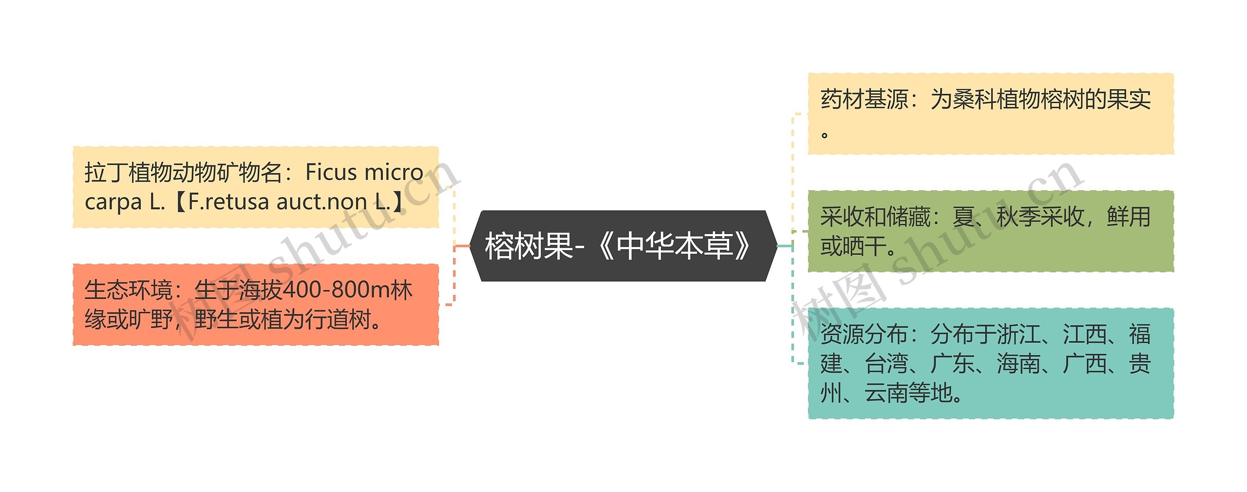 榕树果-《中华本草》 榕树果-《中华本草》