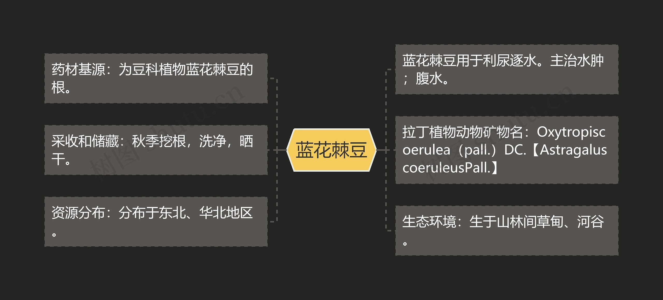 蓝花棘豆