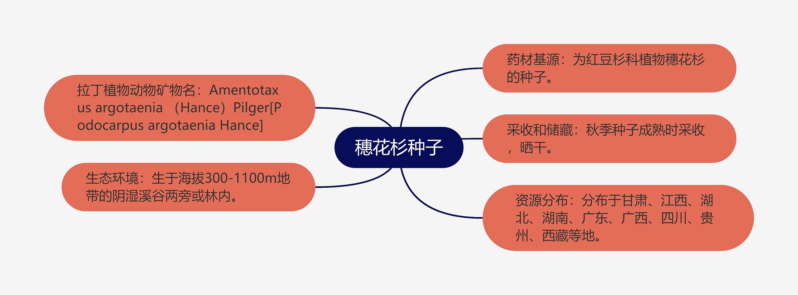 穗花杉种子