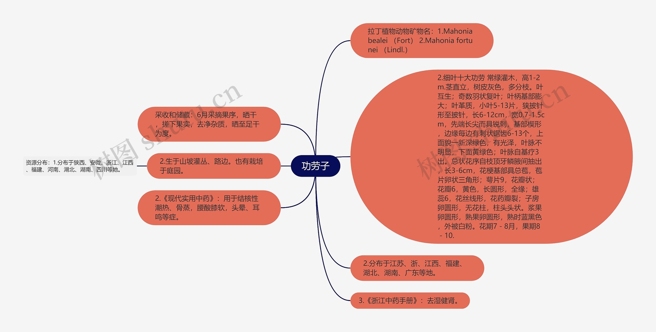 功劳子思维导图