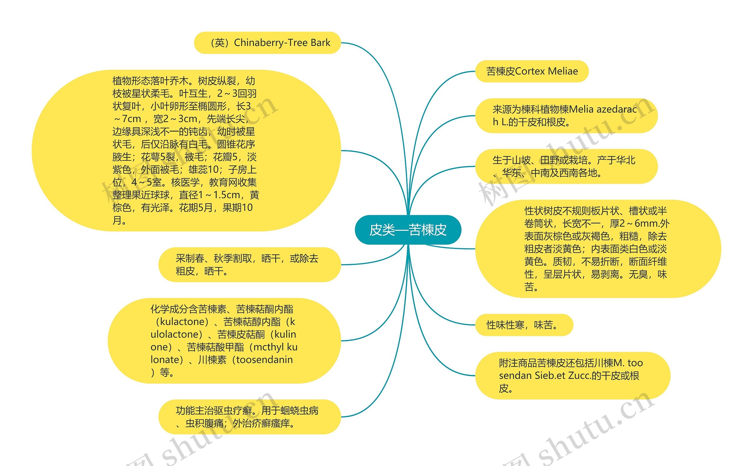 皮类—苦楝皮 皮类—苦楝皮