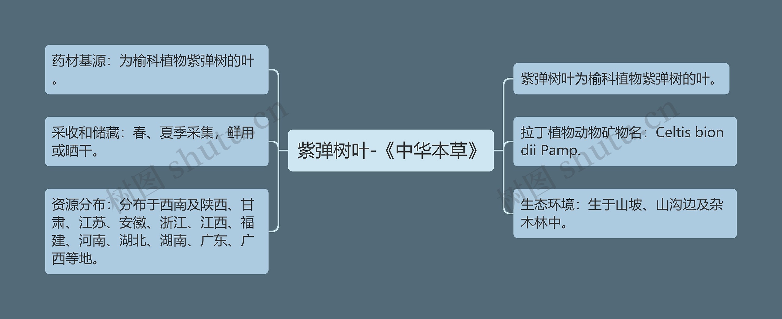 紫弹树叶-《中华本草》思维导图