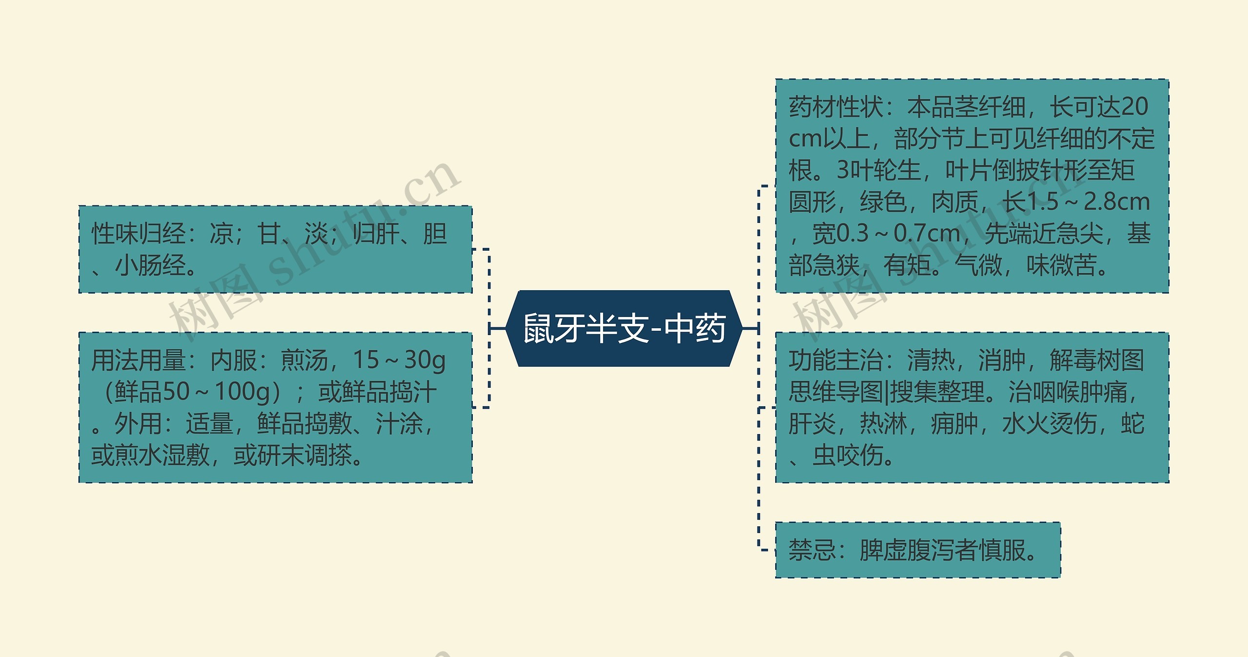 鼠牙半支-中药思维导图