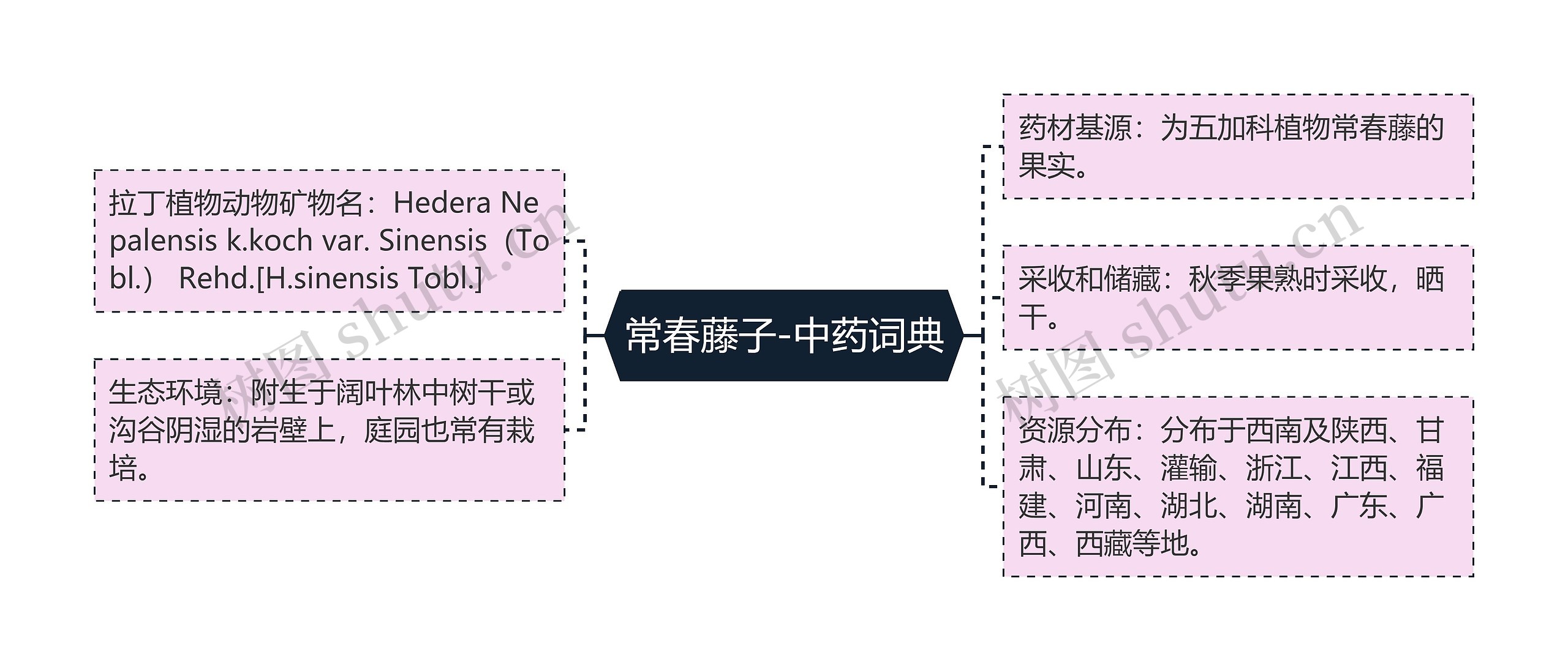 常春藤子-中药词典 常春藤子-中药词典