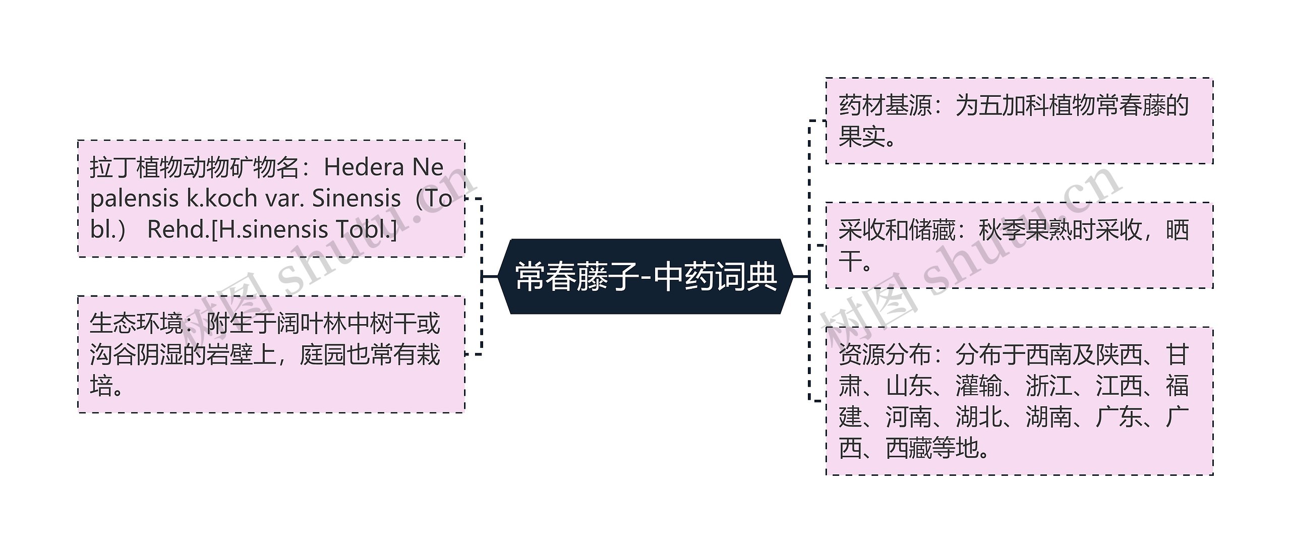常春藤子-中药词典思维导图