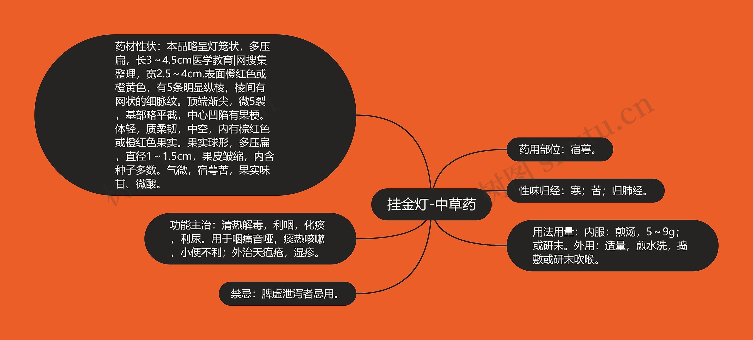 挂金灯-中草药 挂金灯-中草药