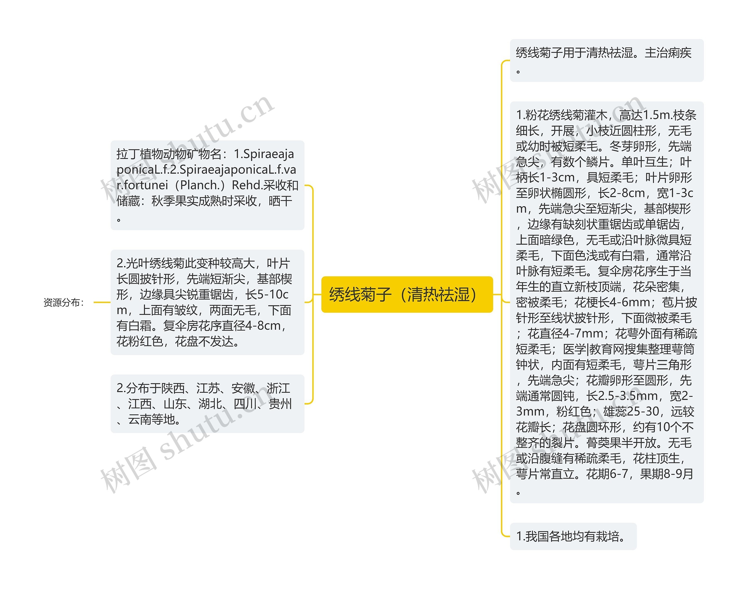 绣线菊子（清热祛湿）思维导图