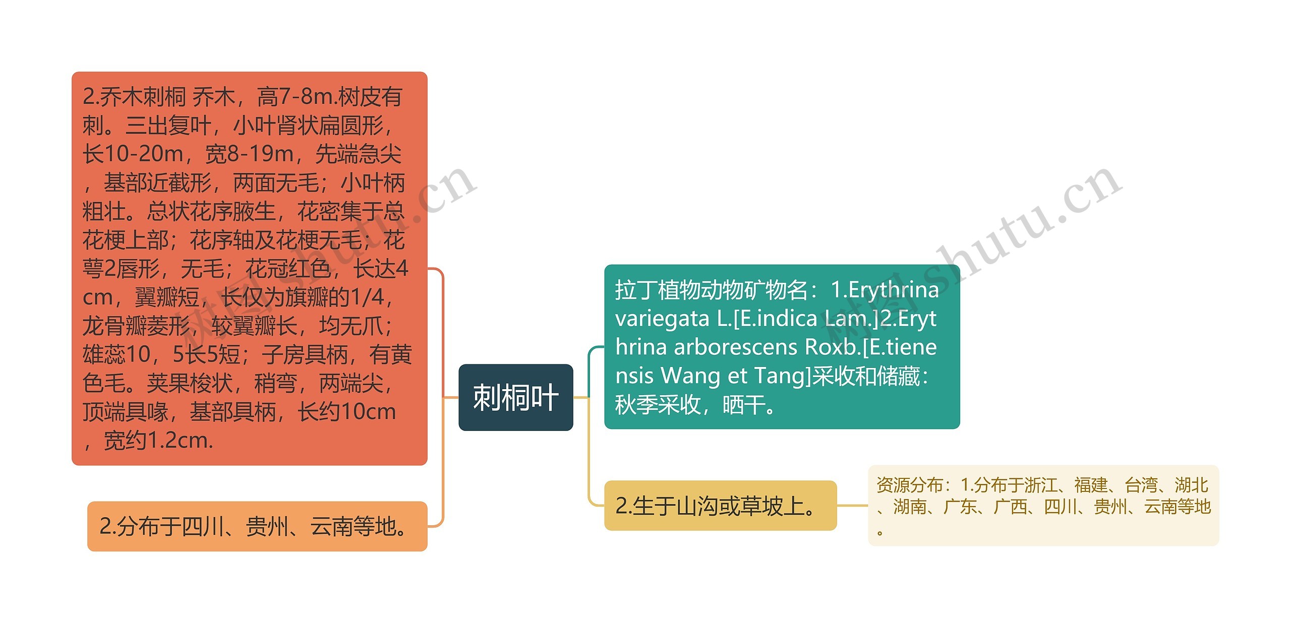 刺桐叶思维导图