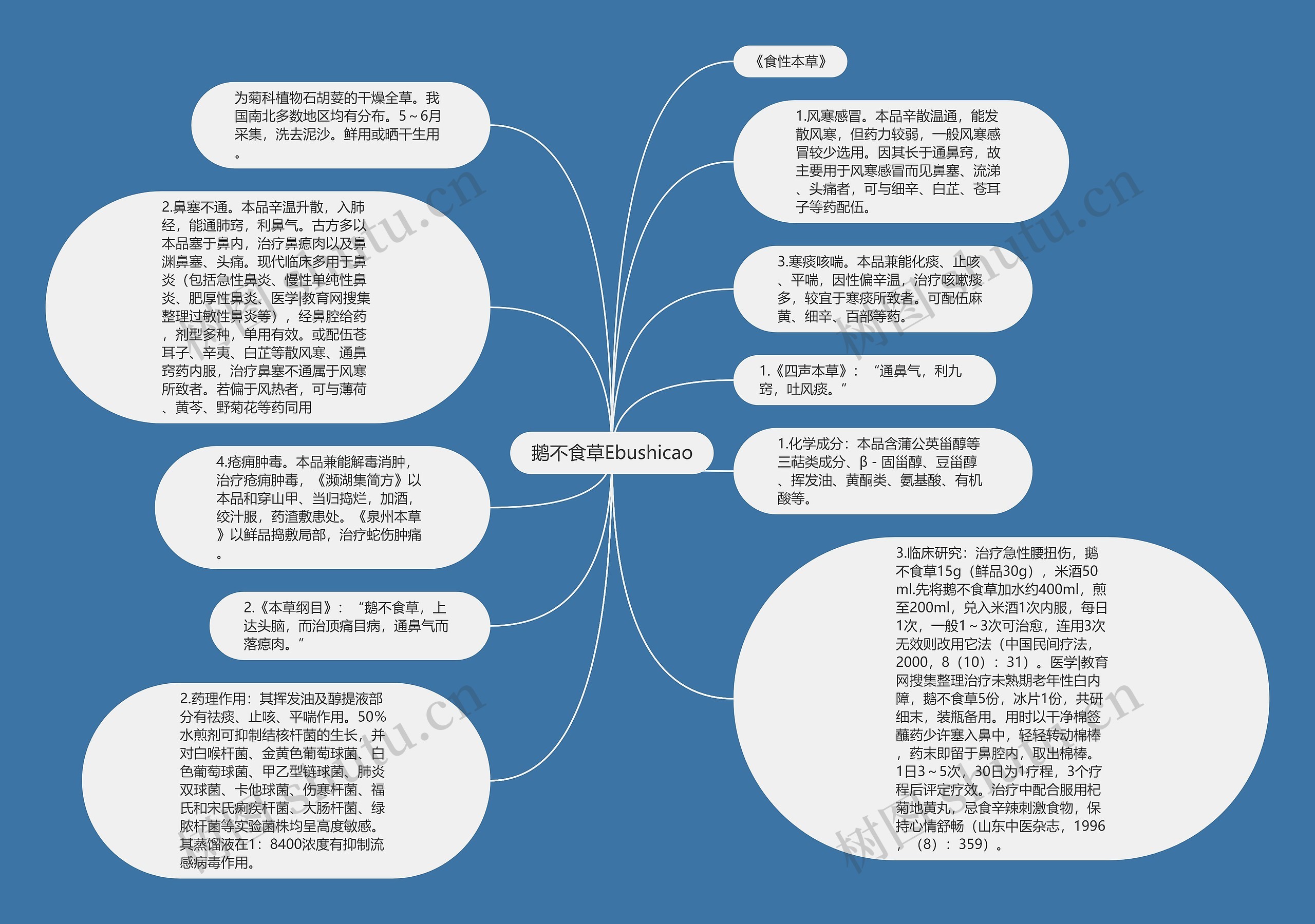 鹅不食草Ebushicao思维导图