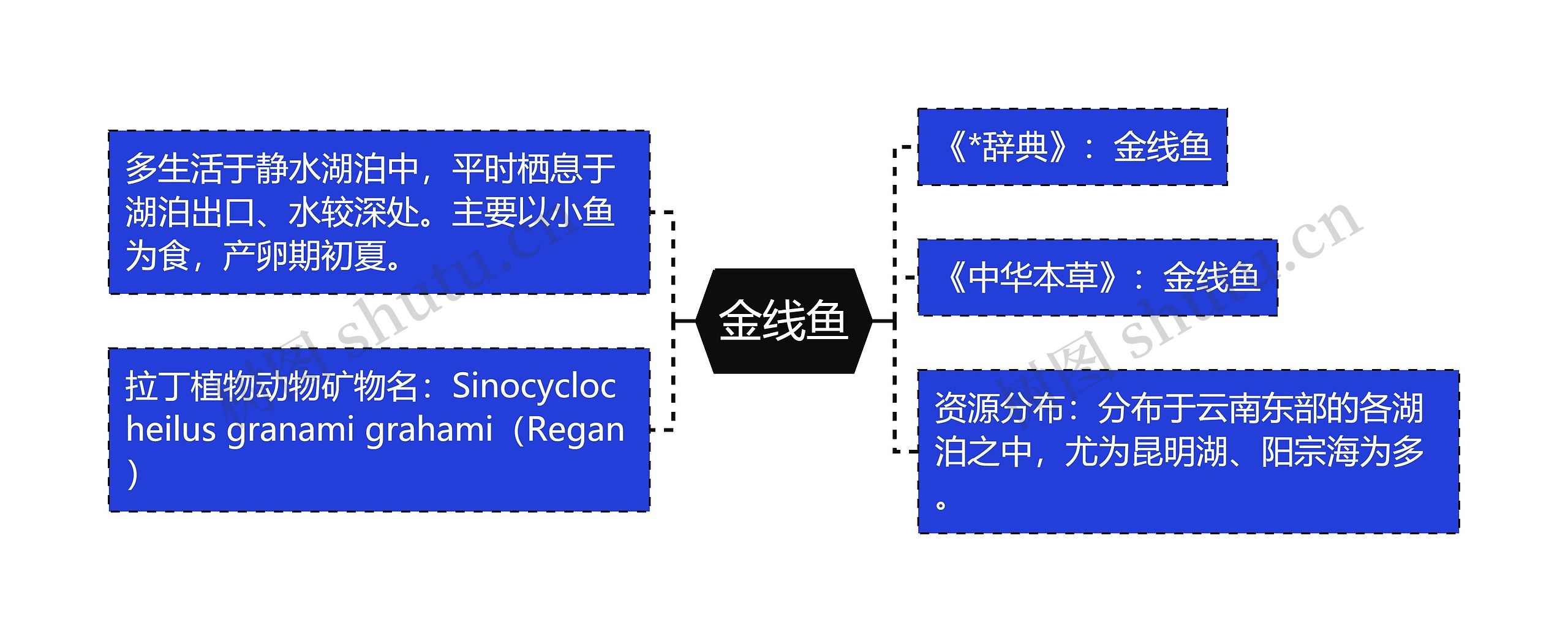 金线鱼思维导图