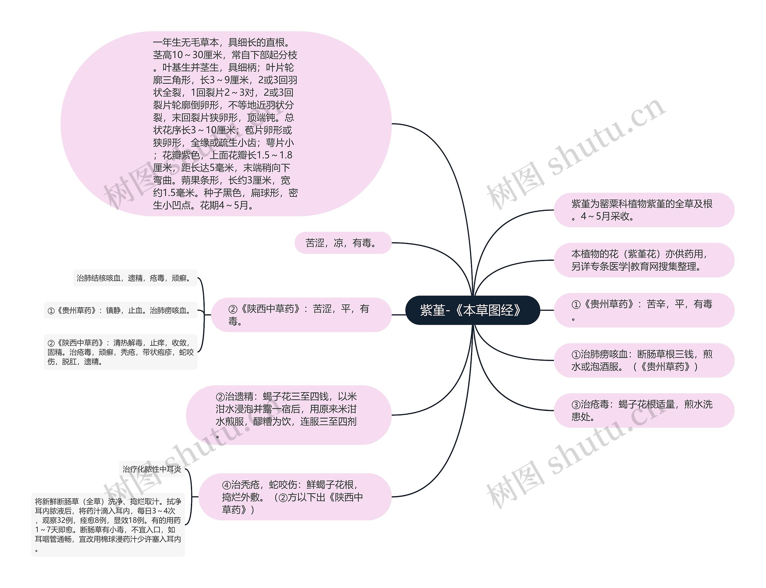 紫堇-《本草图经》