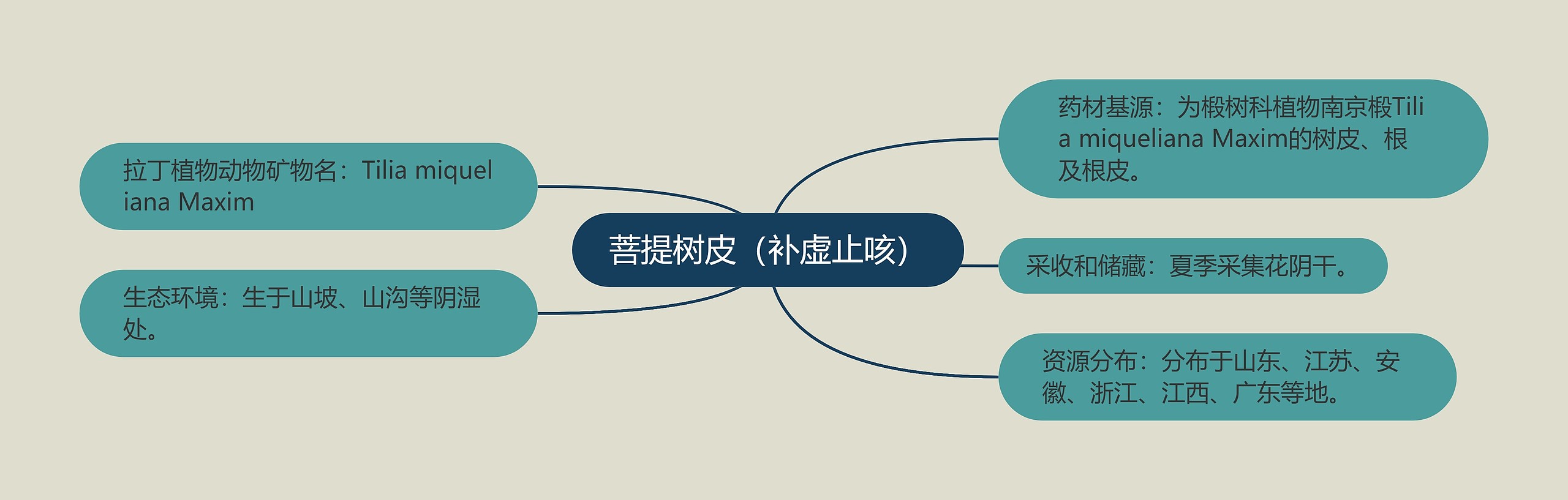 菩提树皮（补虚止咳）思维导图