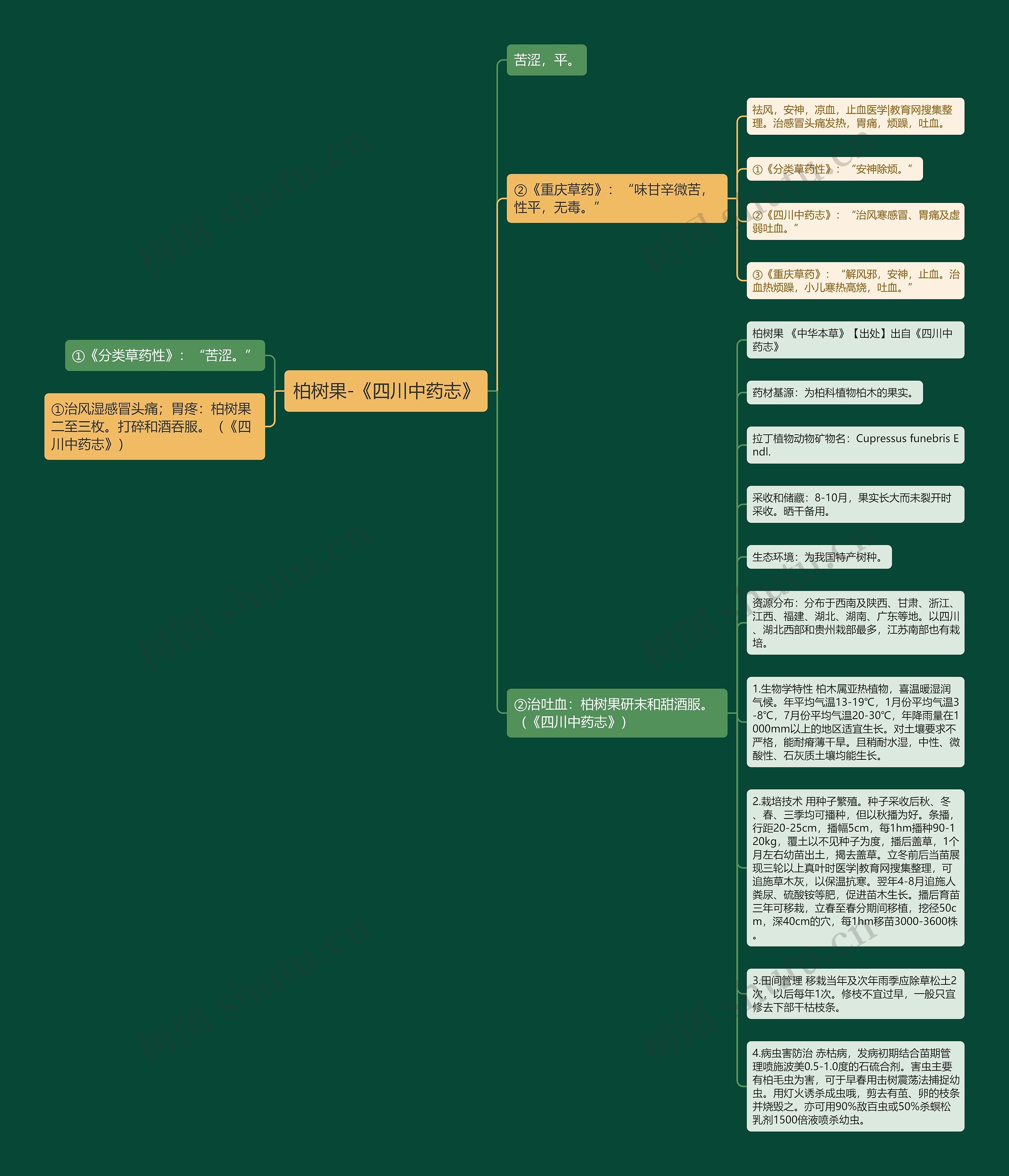 柏树果-《四川中药志》思维导图