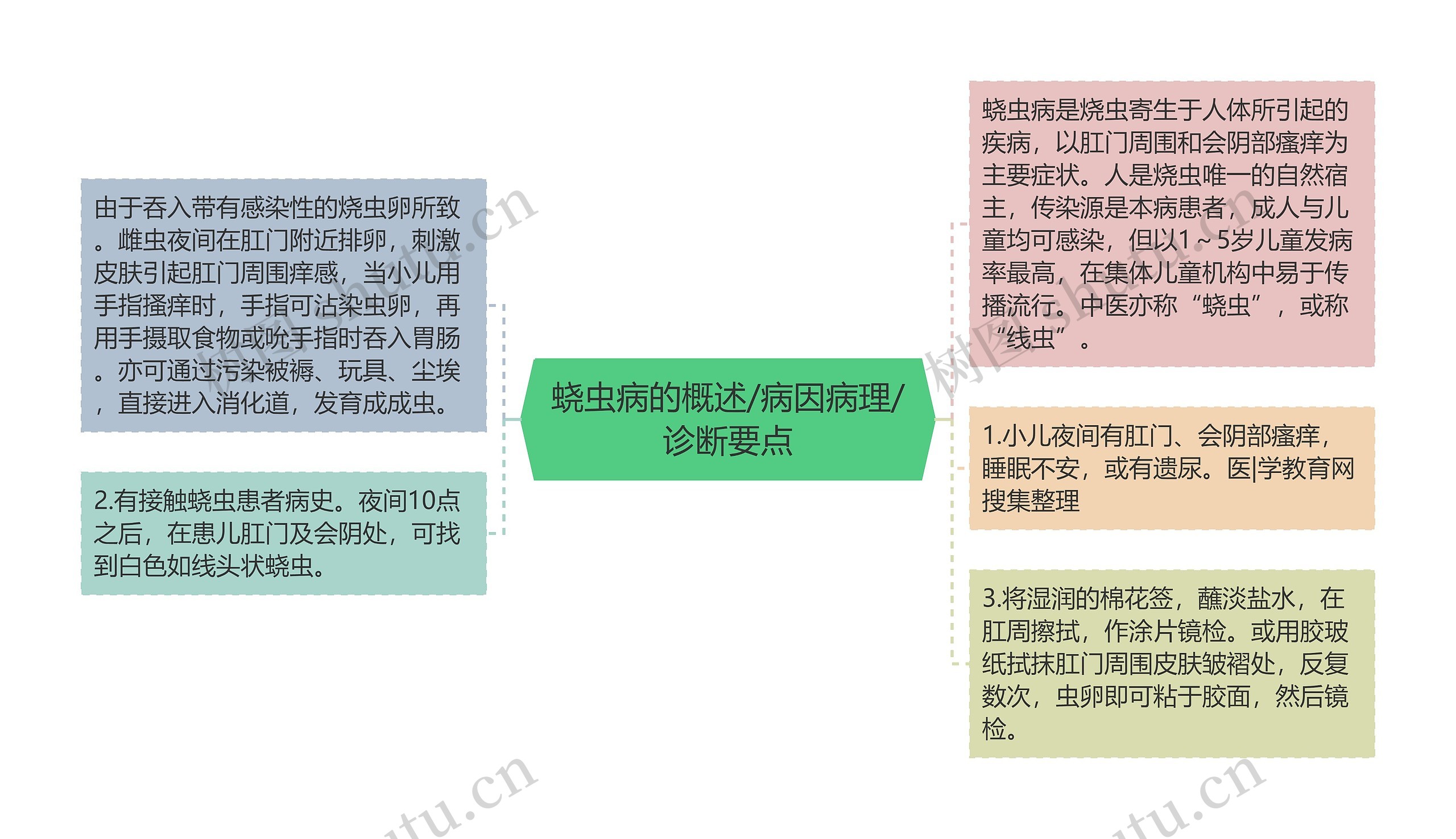 蛲虫病的概述/病因病理/诊断要点思维导图