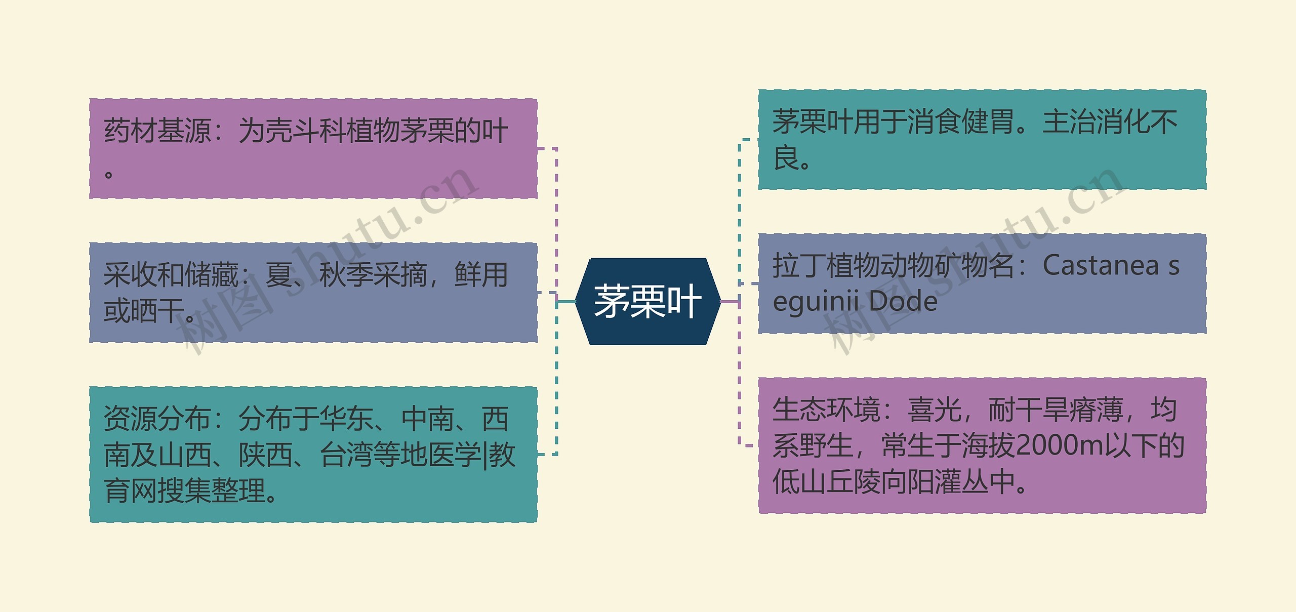 茅栗叶