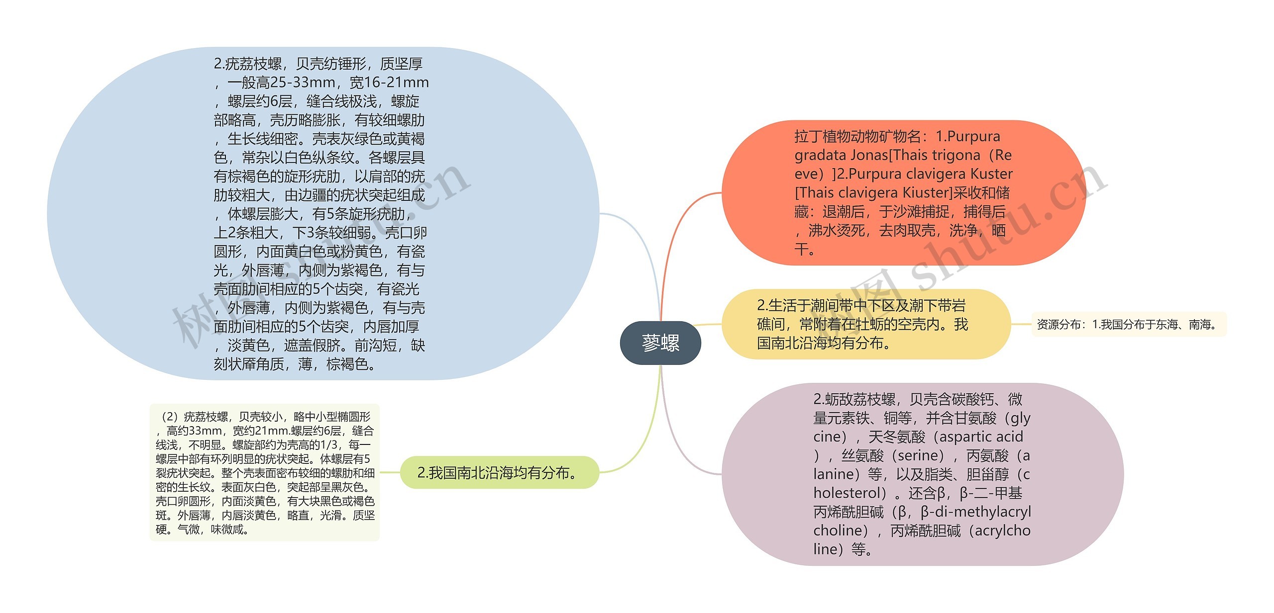 蓼螺思维导图