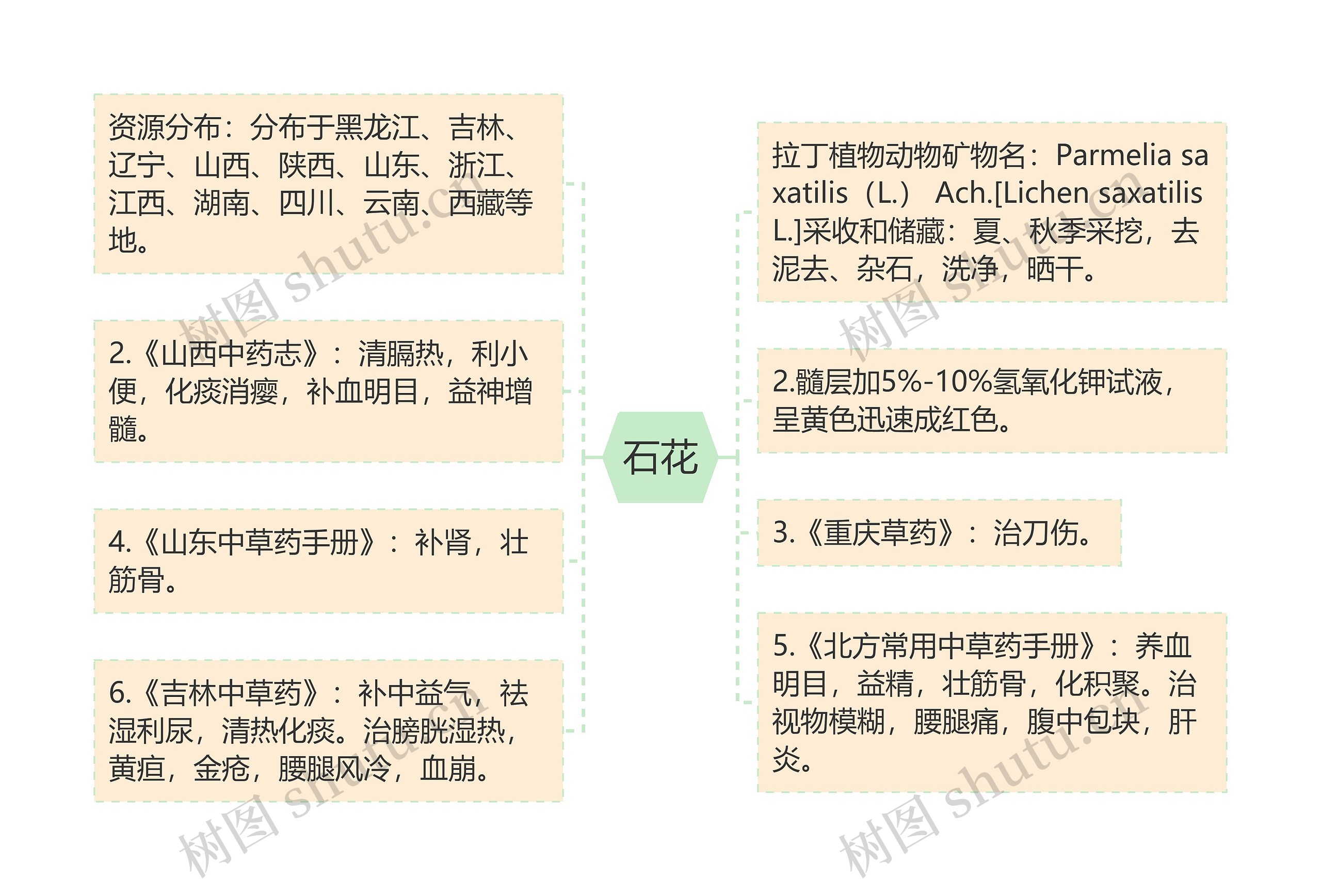 石花思维导图