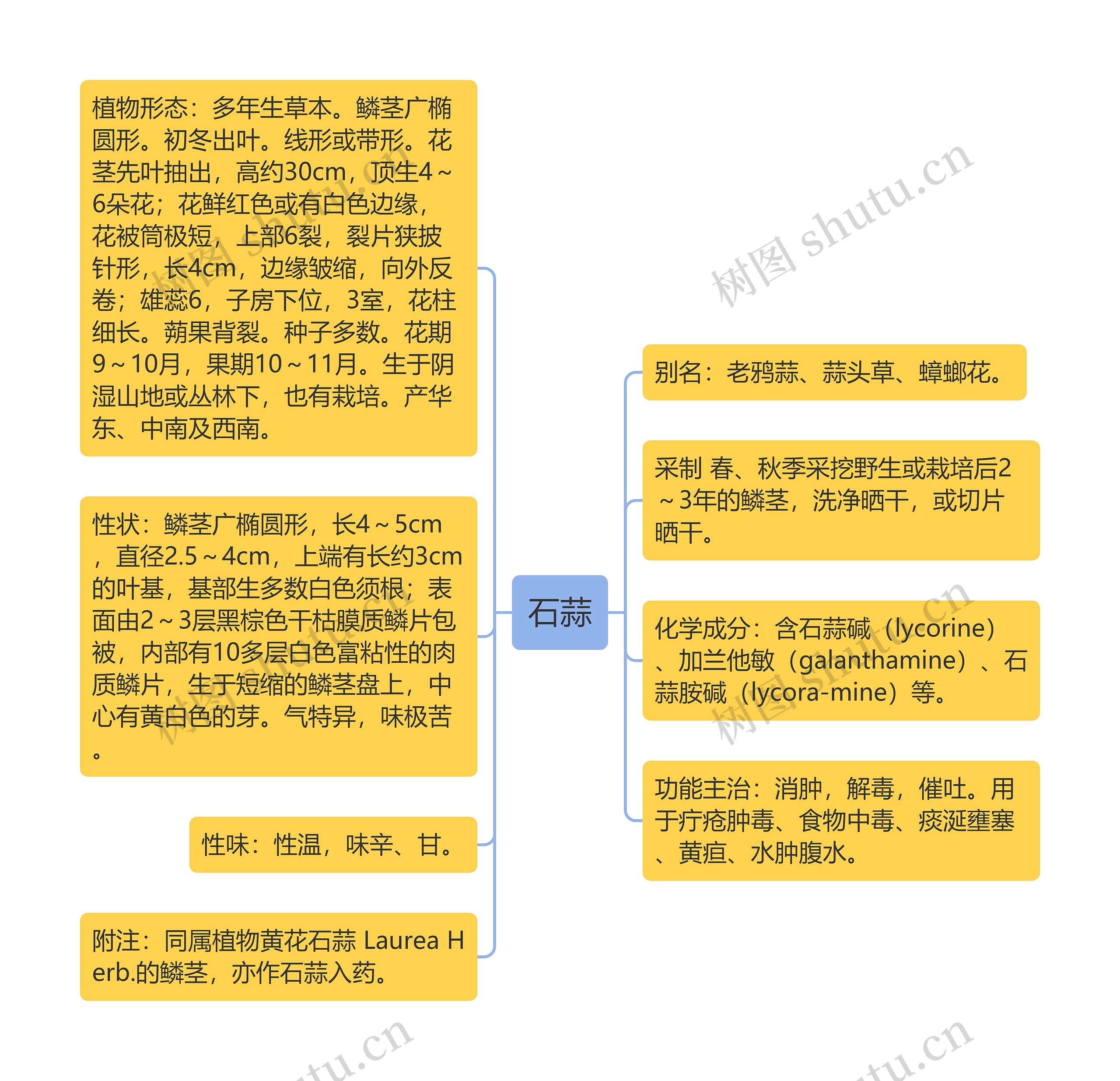 石蒜思维导图