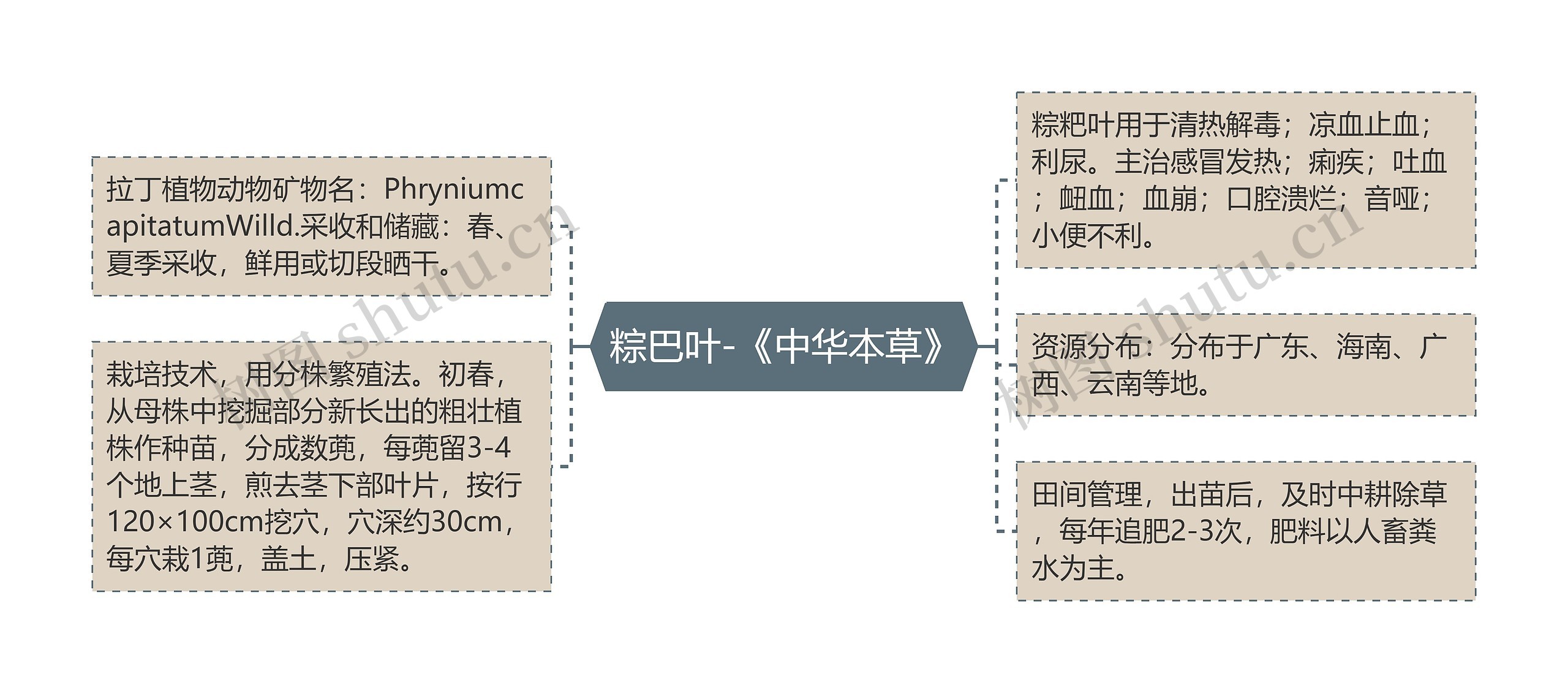 粽巴叶-《中华本草》 粽巴叶-《中华本草》