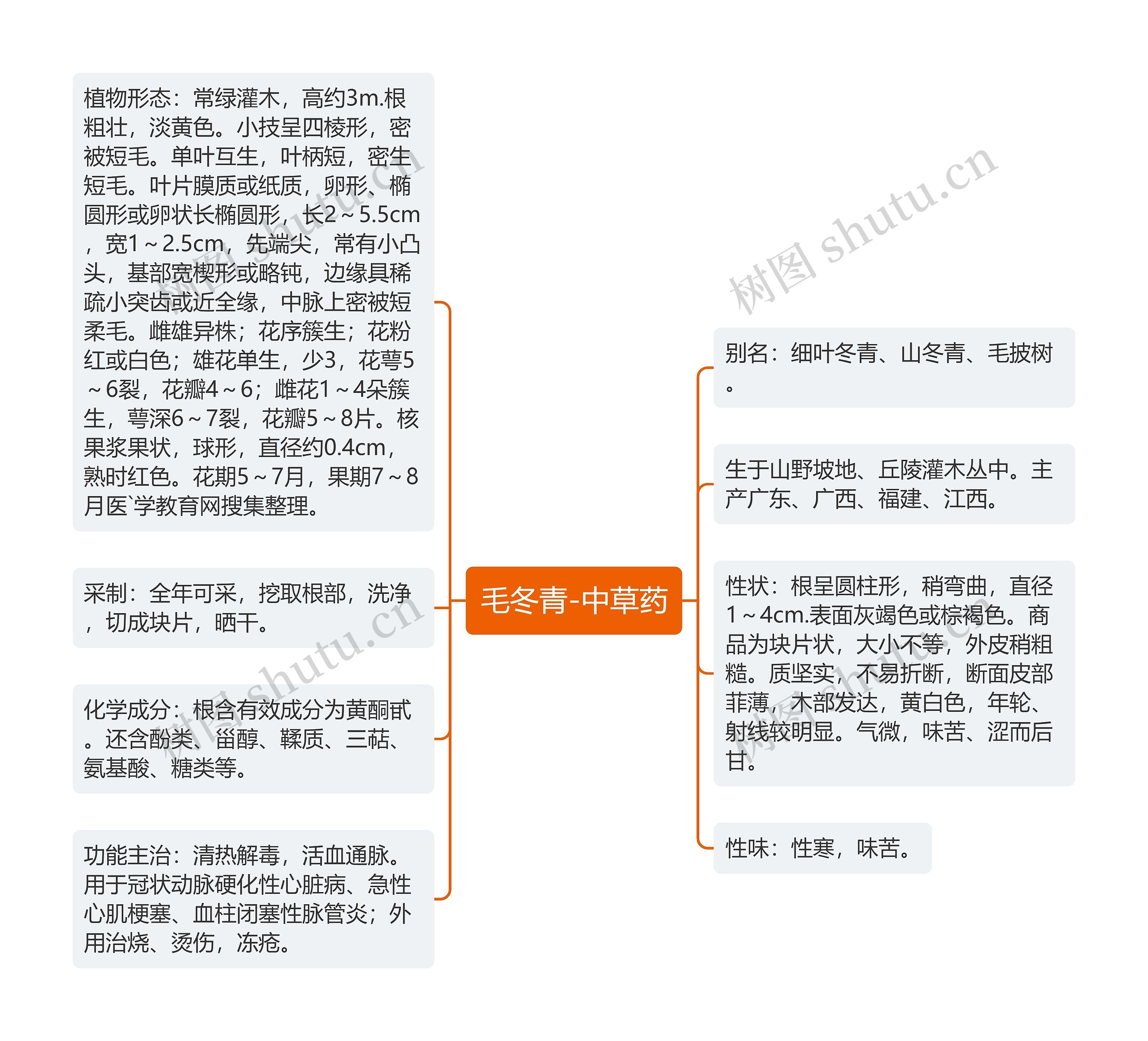 毛冬青-中草药 毛冬青-中草药