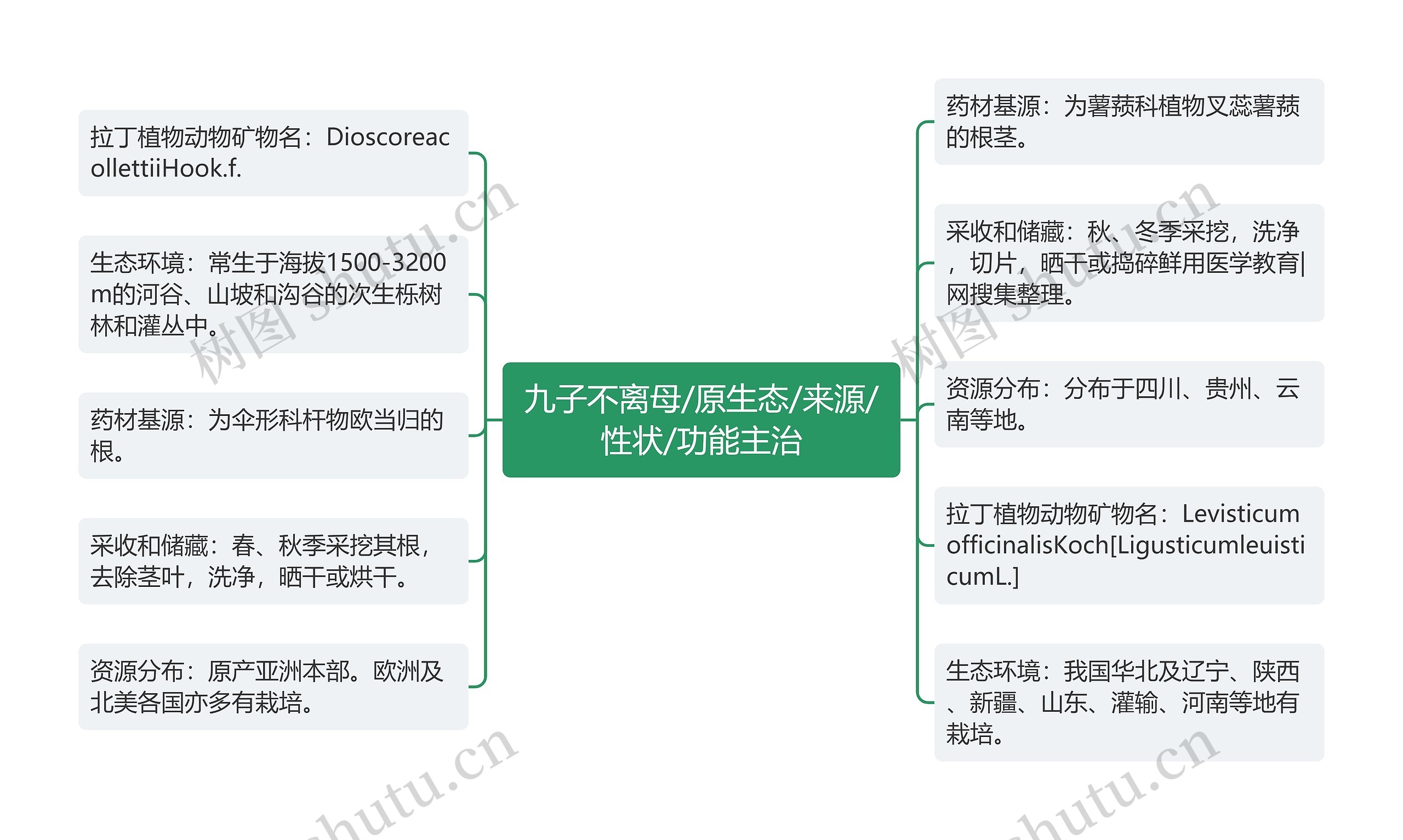 九子不离母/原生态/来源/性状/功能主治