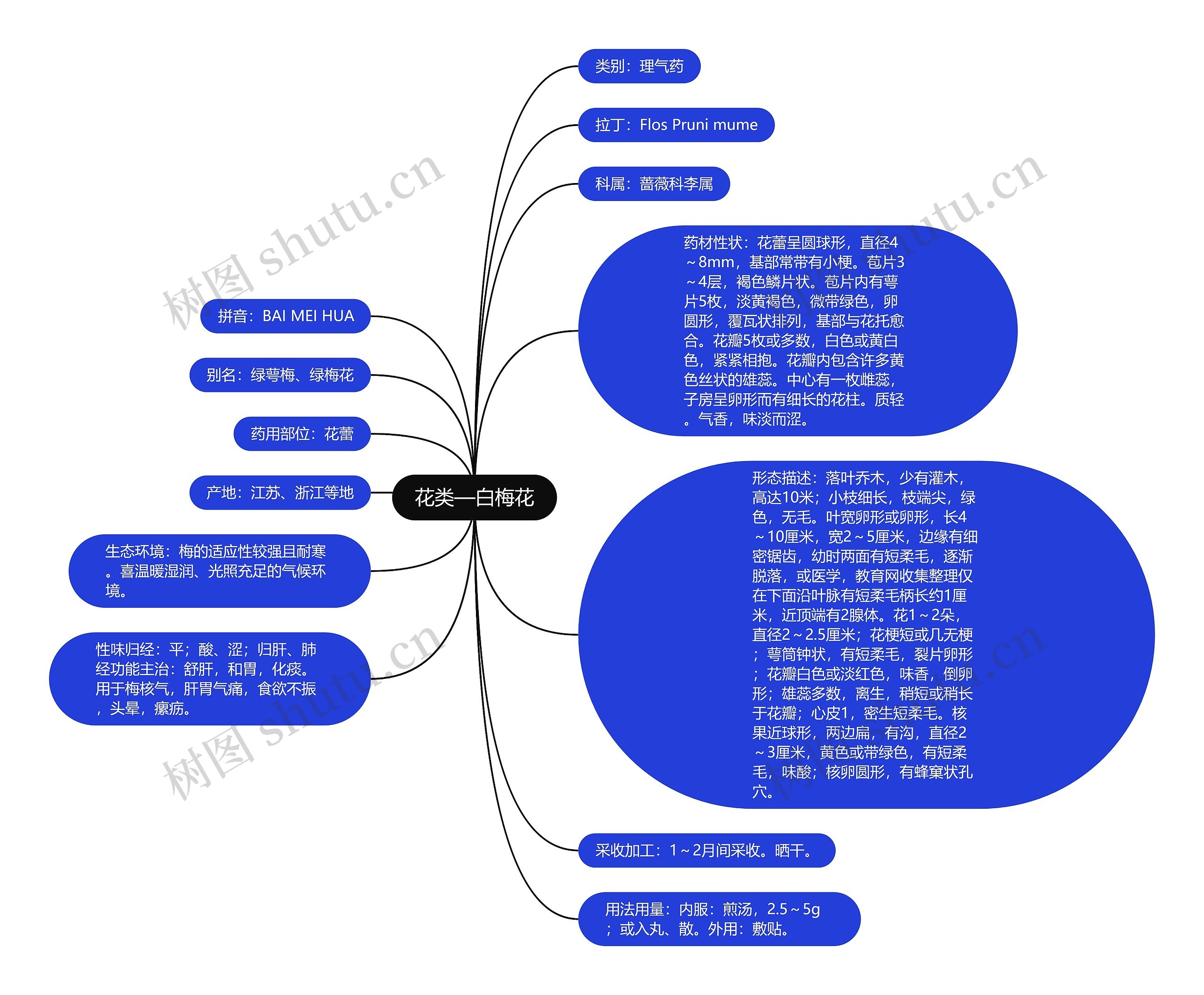 花类—白梅花 花类—白梅花