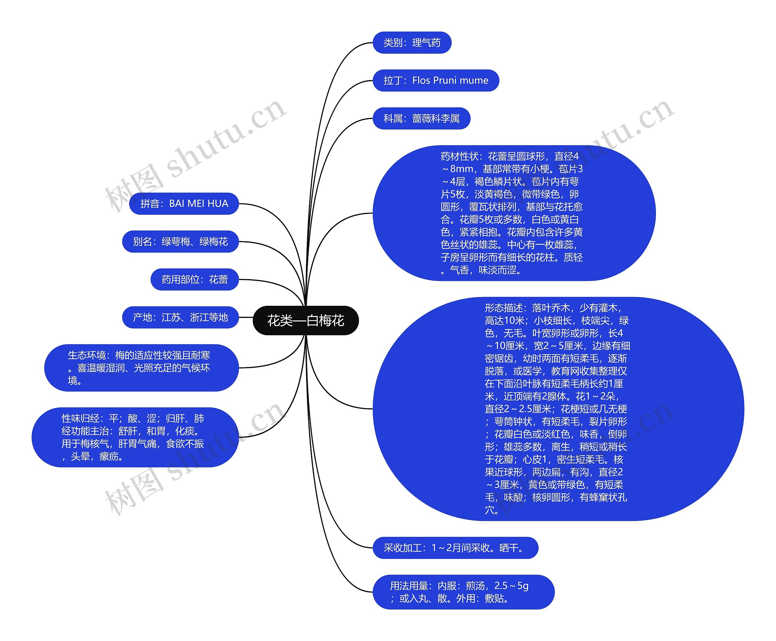 花类—白梅花思维导图