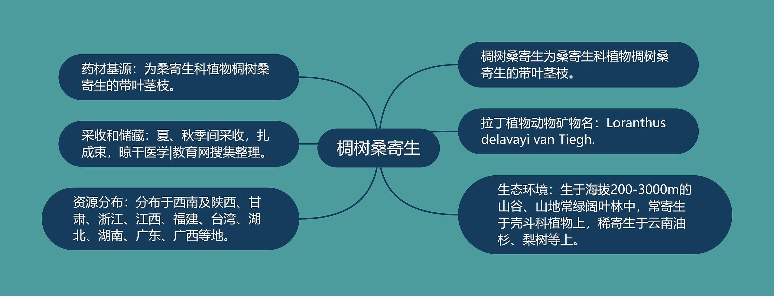 椆树桑寄生